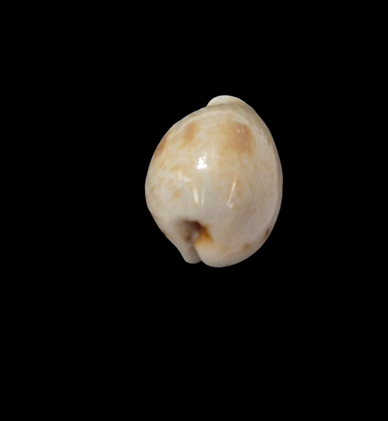BC321 Cypraea garyi - RARELY OFFERED - Image 4