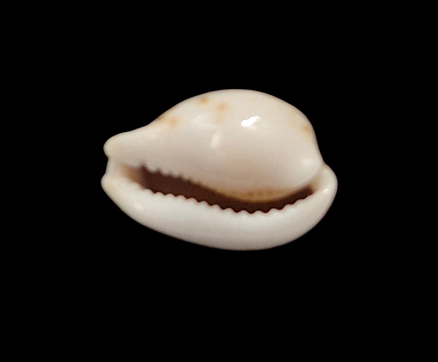 BC321 Cypraea garyi - RARELY OFFERED - Image 5