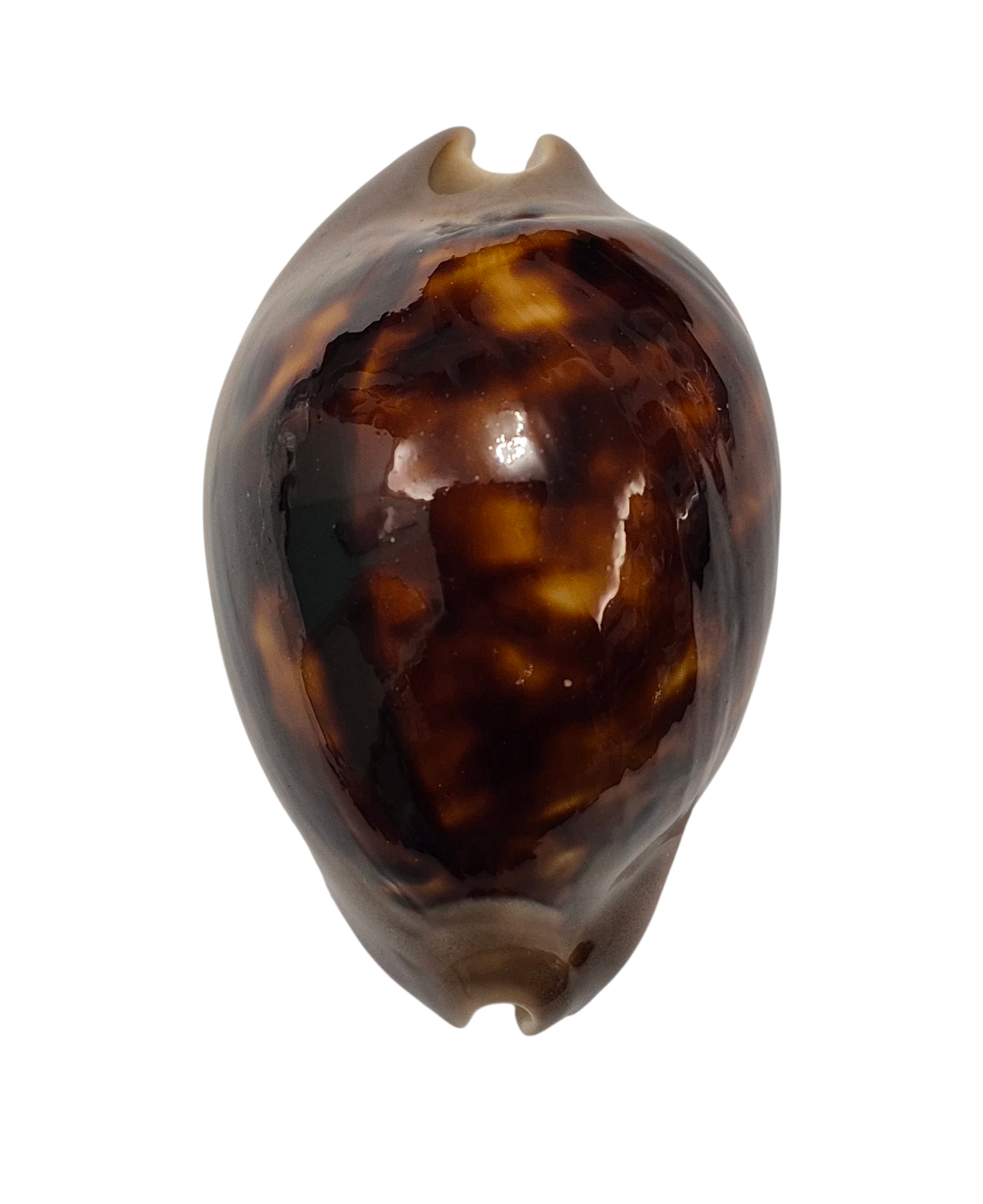 BC228 Zoila venusta f. episema - BIG SIZE - Image 2