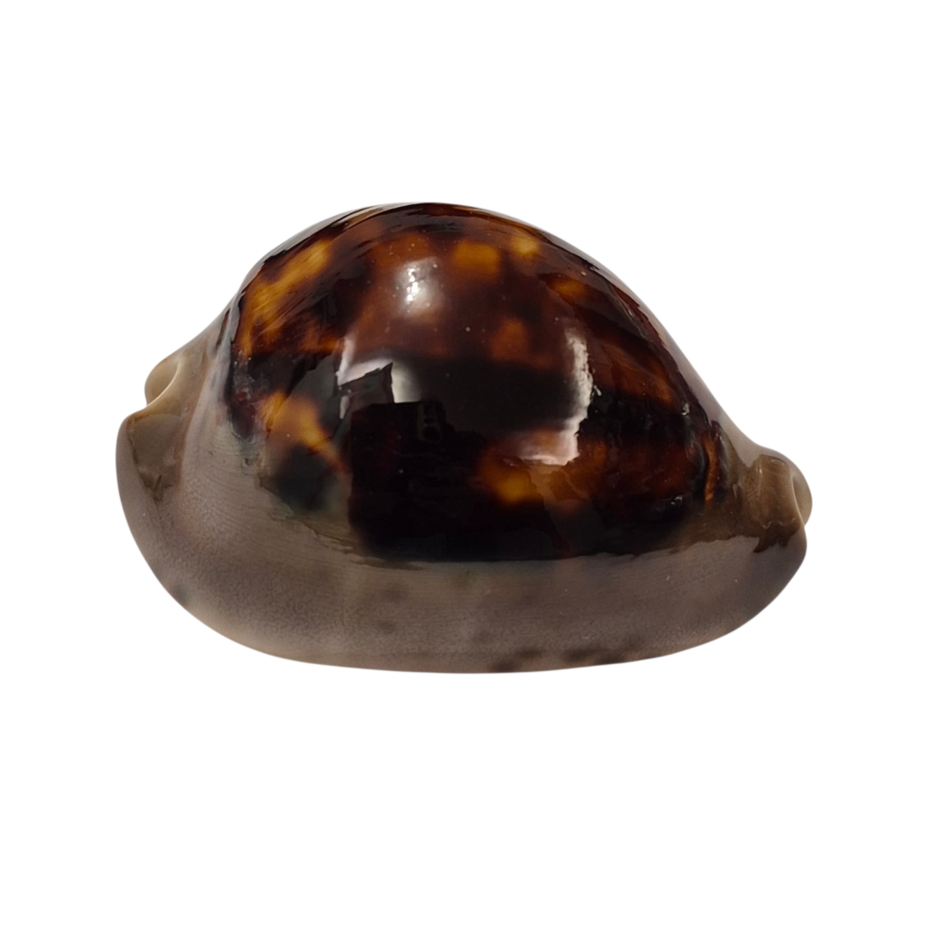 BC228 Zoila venusta f. episema - BIG SIZE