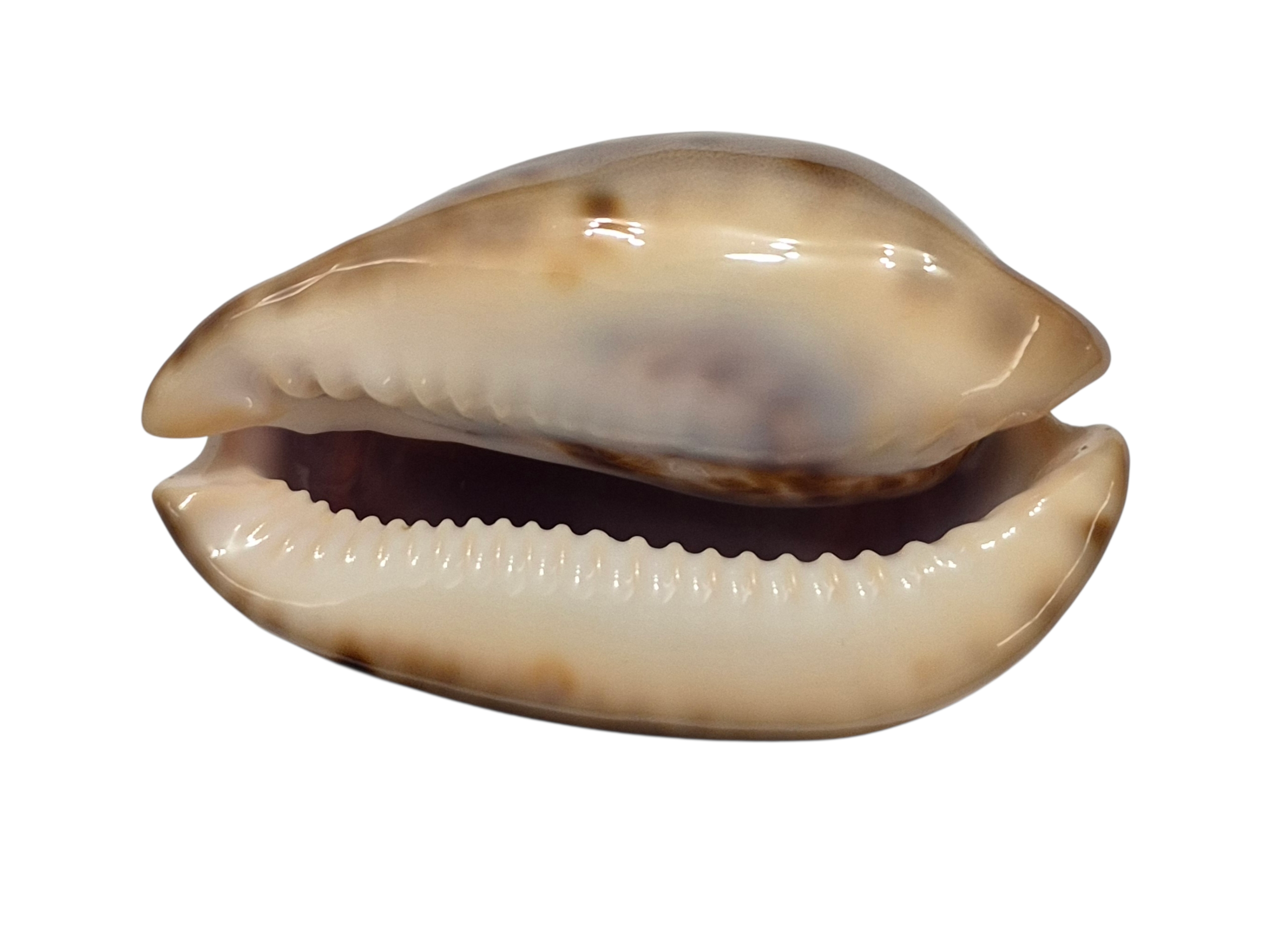 BC228 Zoila venusta f. episema - BIG SIZE - Image 3