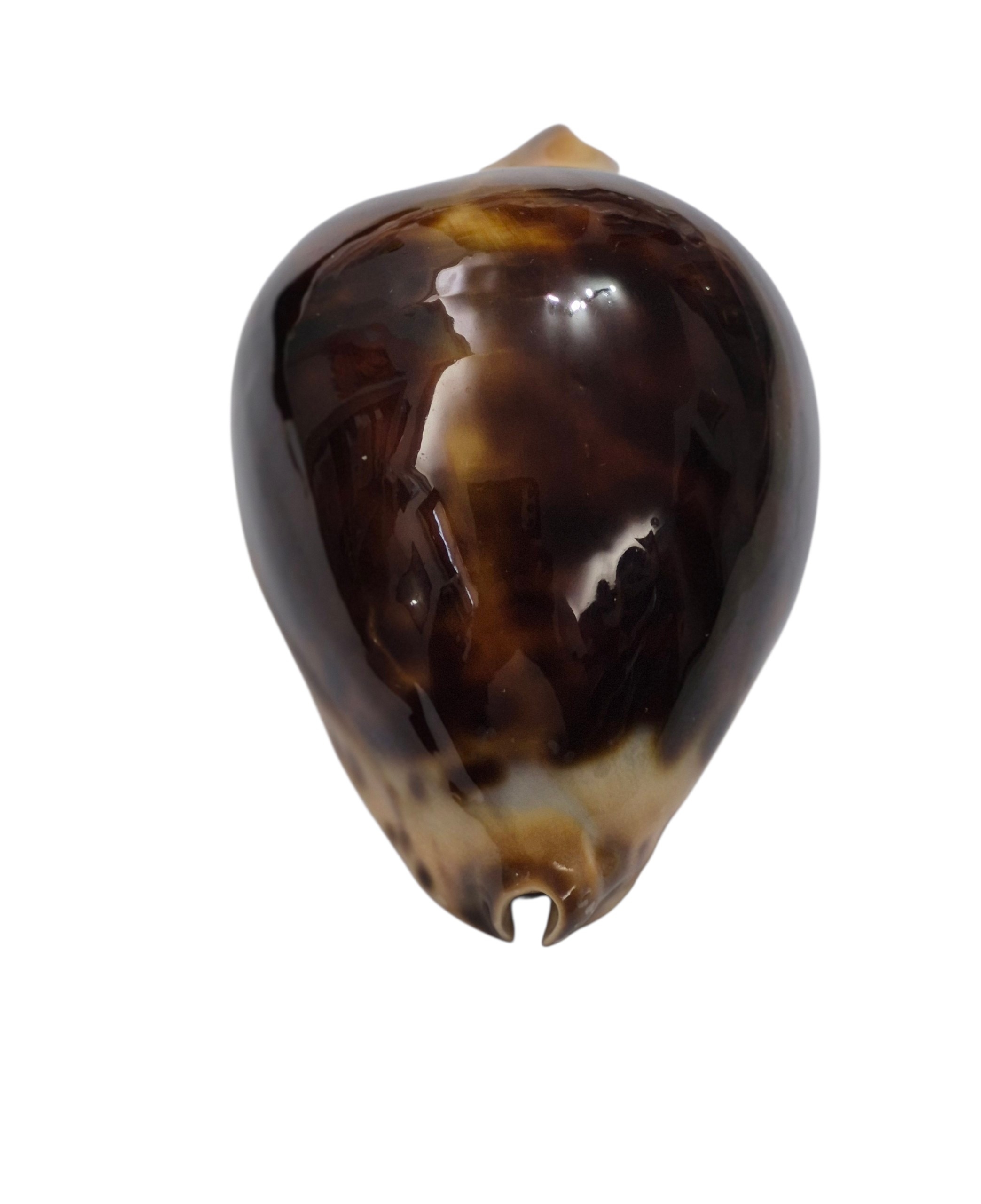 BC103 Zoila jeaniana jeaniana - DARK BEAUTY - Image 8