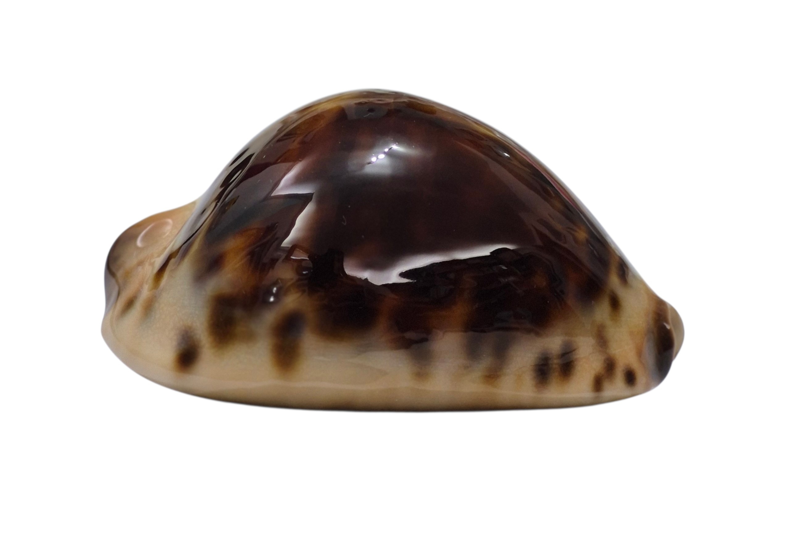 BC103 Zoila jeaniana jeaniana - DARK BEAUTY - Image 2