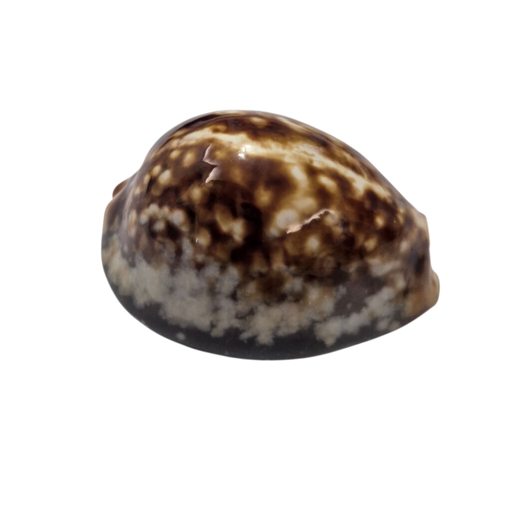 BC173 Mauritia mauritiana - OVERCAST