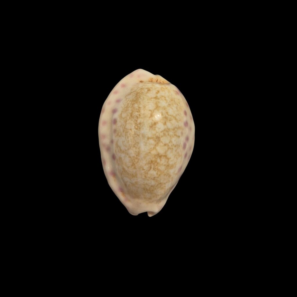 BC176 Ovatipsa chinensis f. amiges - LITTLE BEAUTY