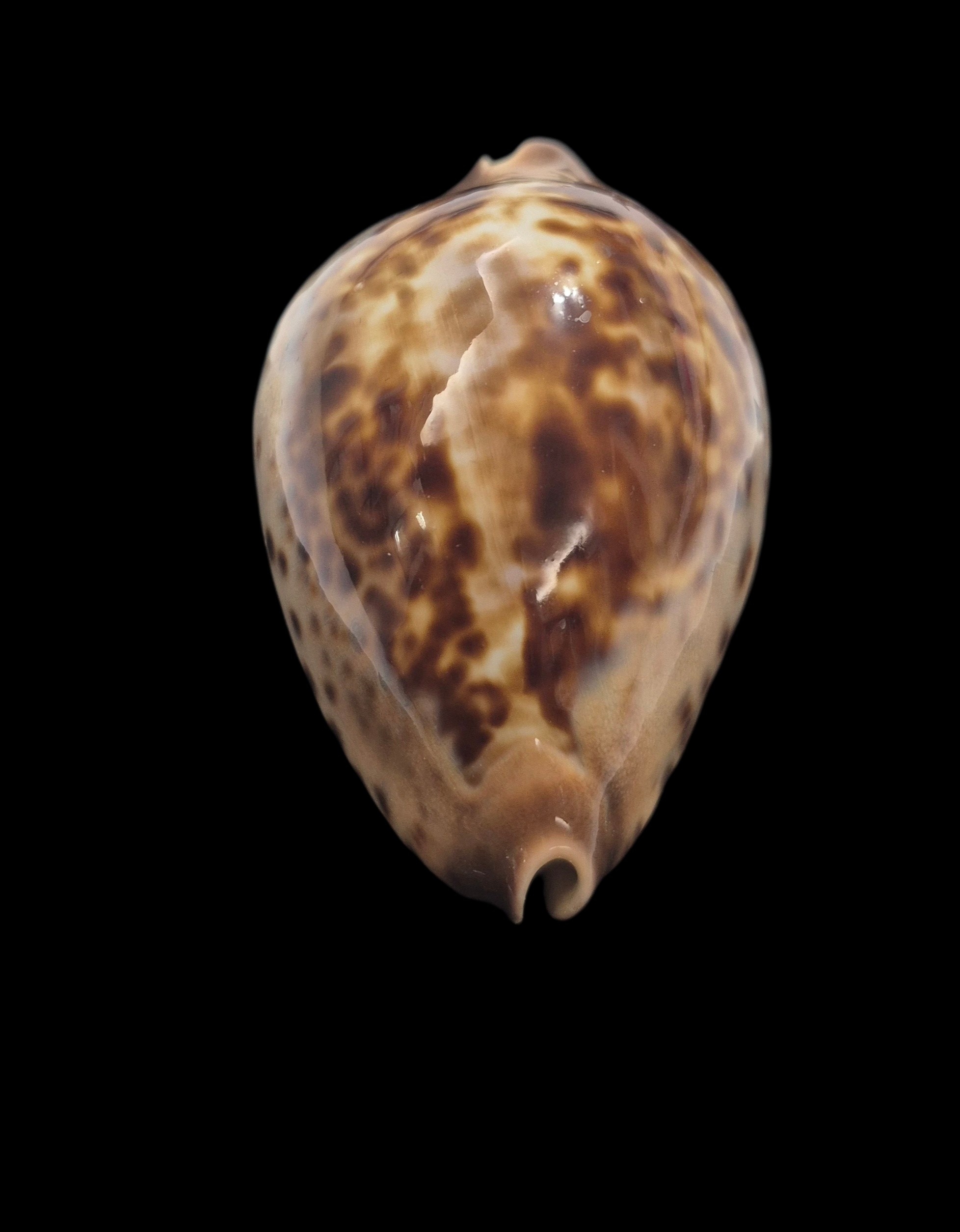 BC156 Zoila jeaniana jeaniana - RED BLUFF FORM - Image 6