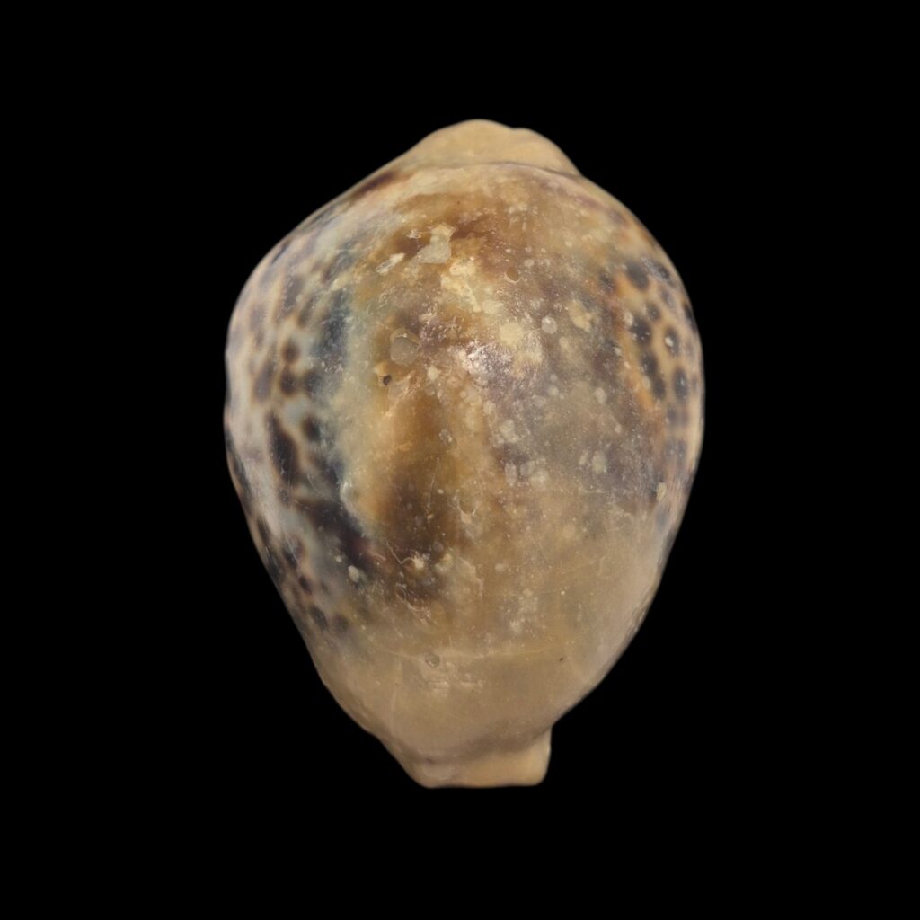 BC161 Cypraea tigris - OVERCAST