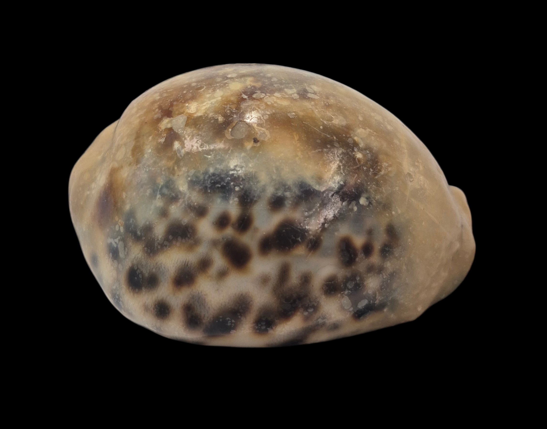 BC161 Cypraea tigris - OVERCAST - Image 3