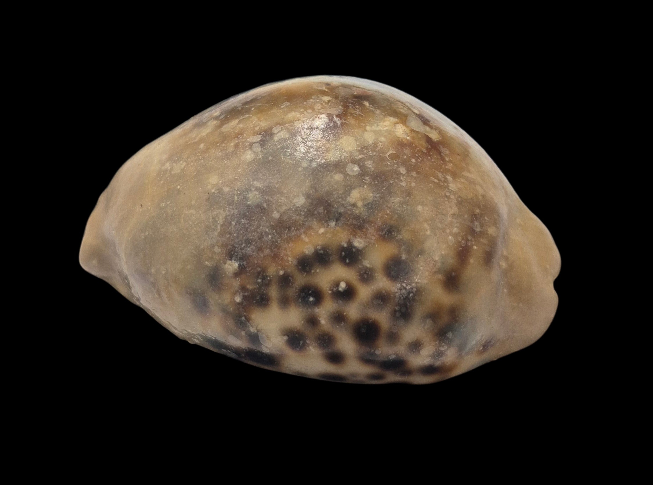 BC161 Cypraea tigris - OVERCAST - Image 4