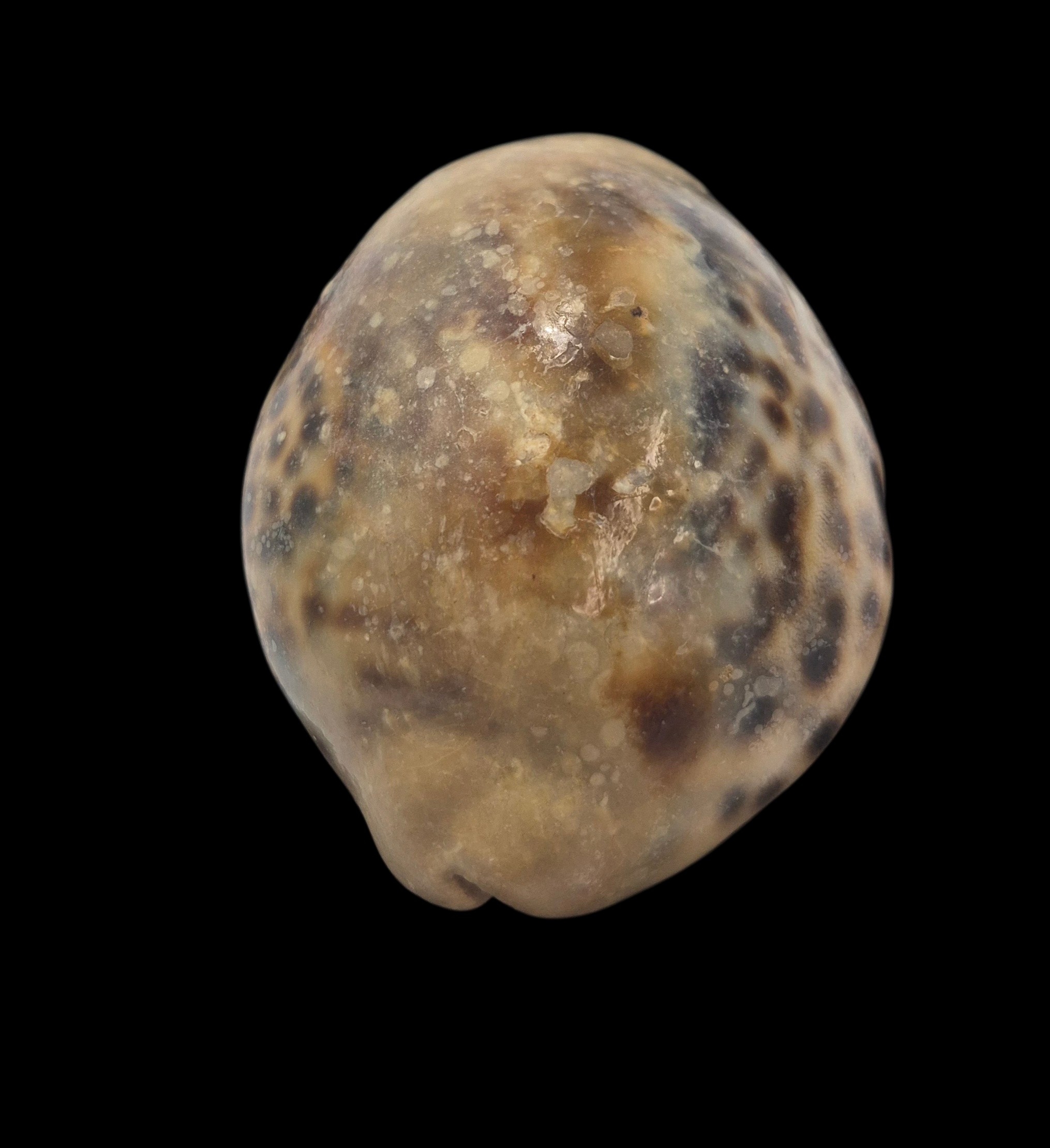 BC161 Cypraea tigris - OVERCAST - Image 5