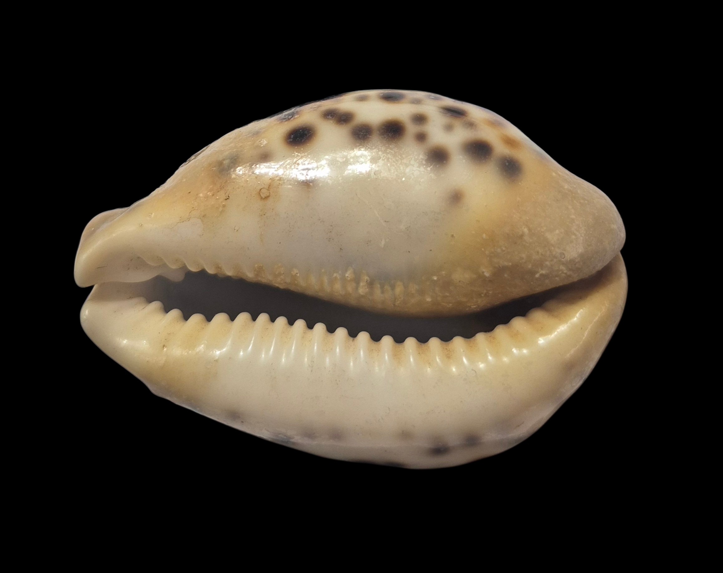 BC161 Cypraea tigris - OVERCAST - Image 2