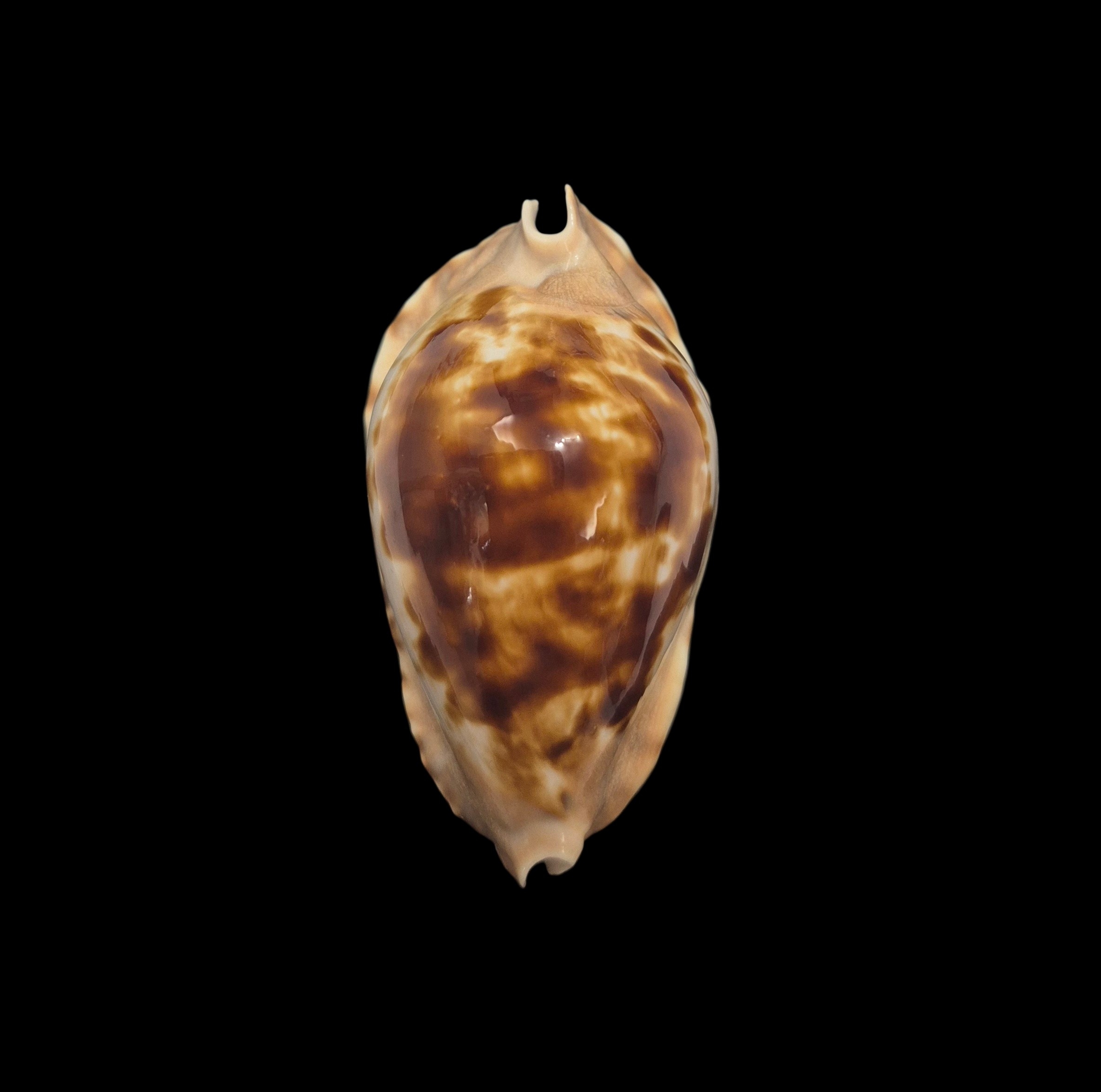 BC170 Zoila marginata f. consueta - SELECTED - Image 3
