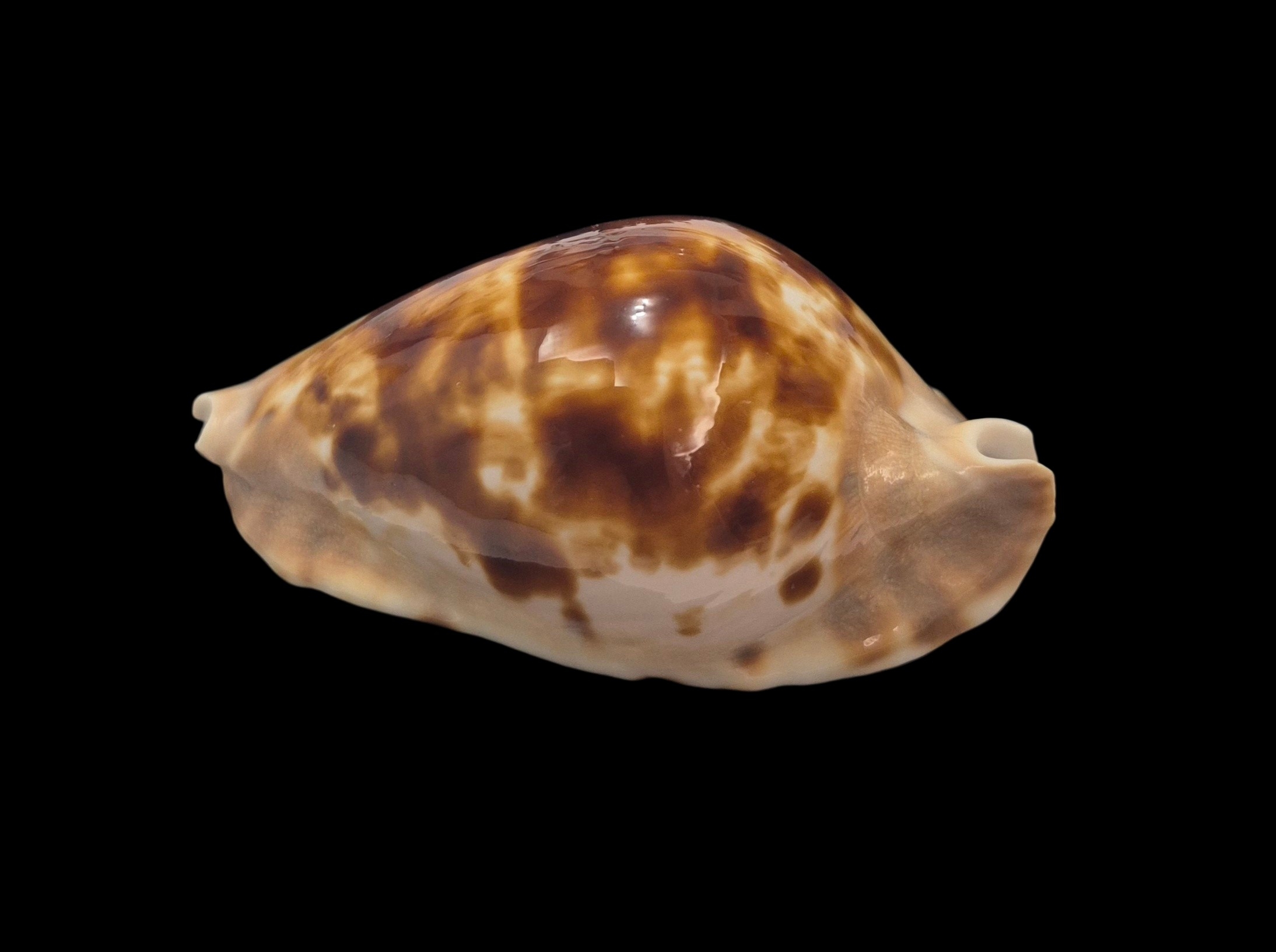 BC170 Zoila marginata f. consueta - SELECTED - Image 4