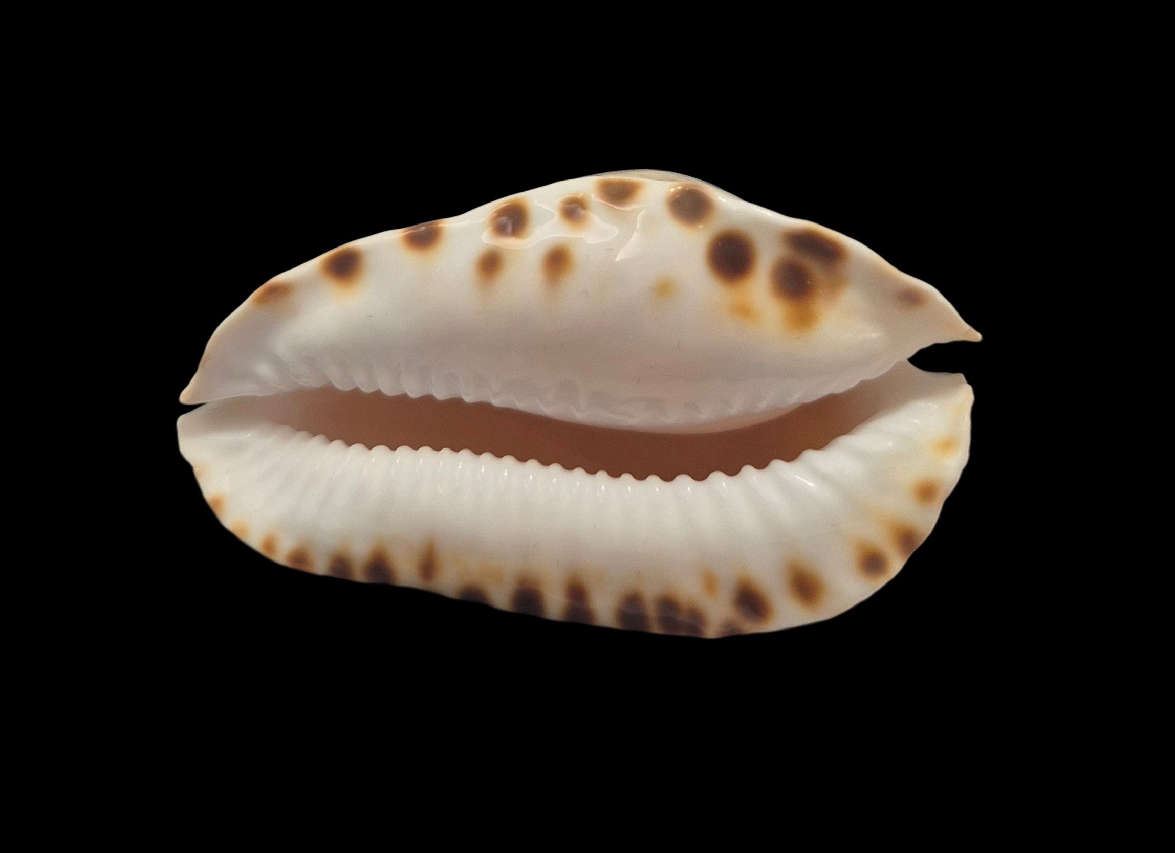 BC170 Zoila marginata f. consueta - SELECTED - Image 2