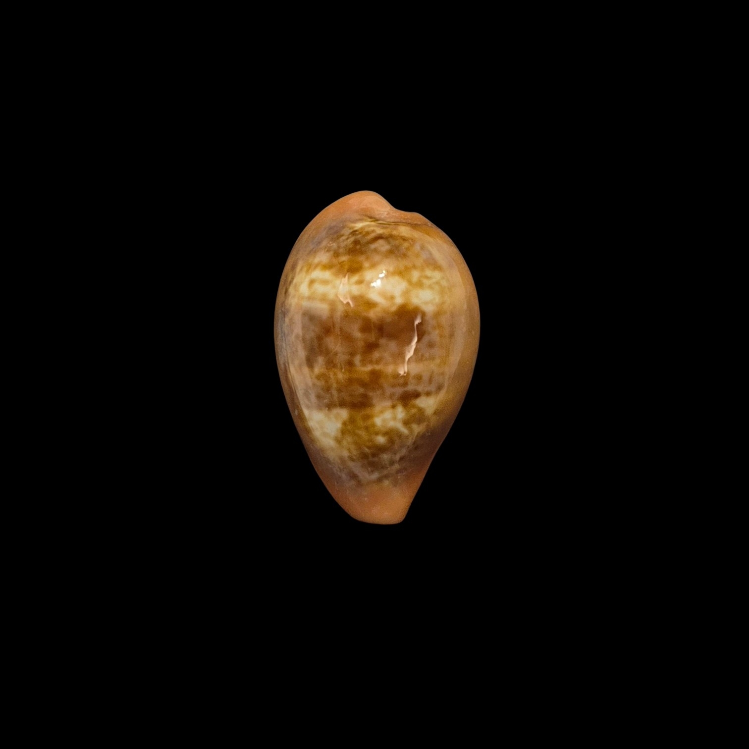 BC181 Zonaria pyrum - DWARF BEAUTY