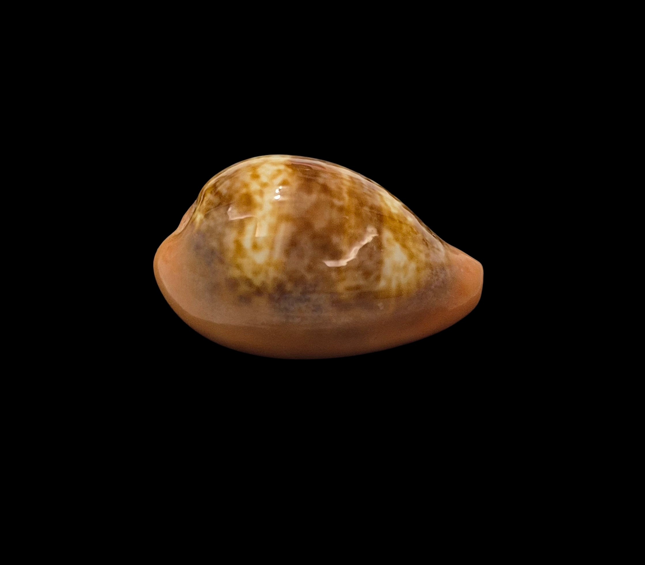 BC181 Zonaria pyrum - DWARF BEAUTY - Image 3