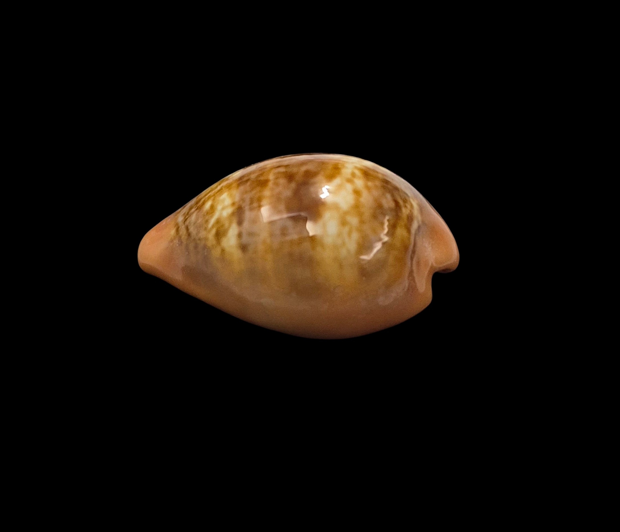 BC181 Zonaria pyrum - DWARF BEAUTY - Image 4
