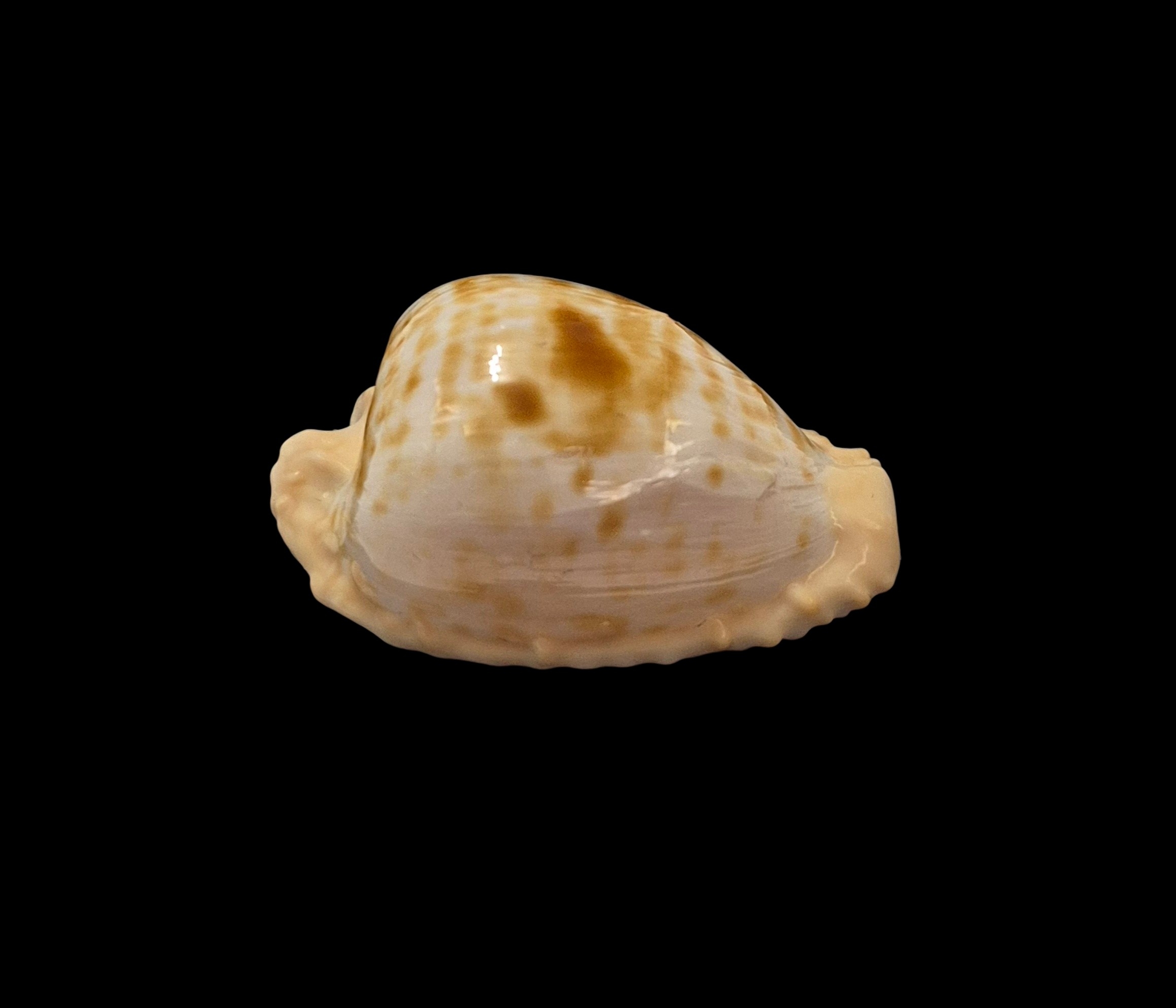 BC241 Cypraeovula coronata coronata - Image 2