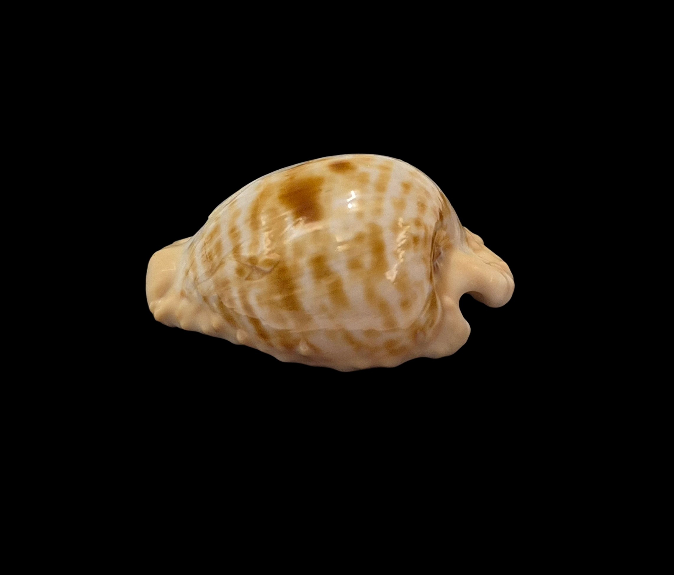 BC241 Cypraeovula coronata coronata - Image 3