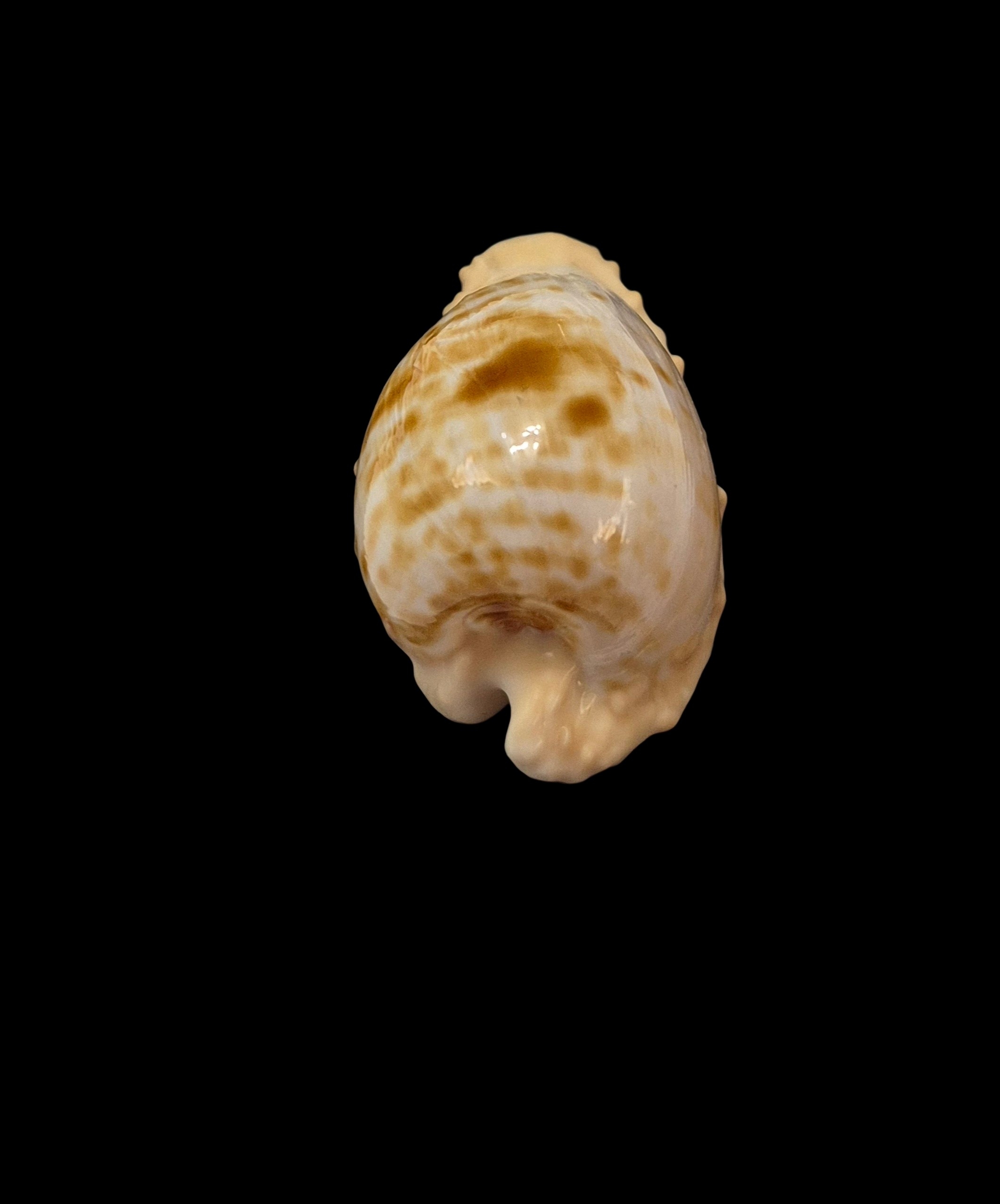 BC241 Cypraeovula coronata coronata - Image 4