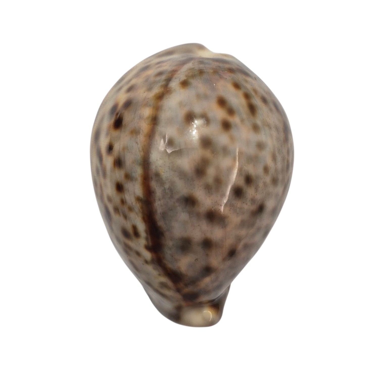 BC162 Cypraea tigris - from SOLOMONS