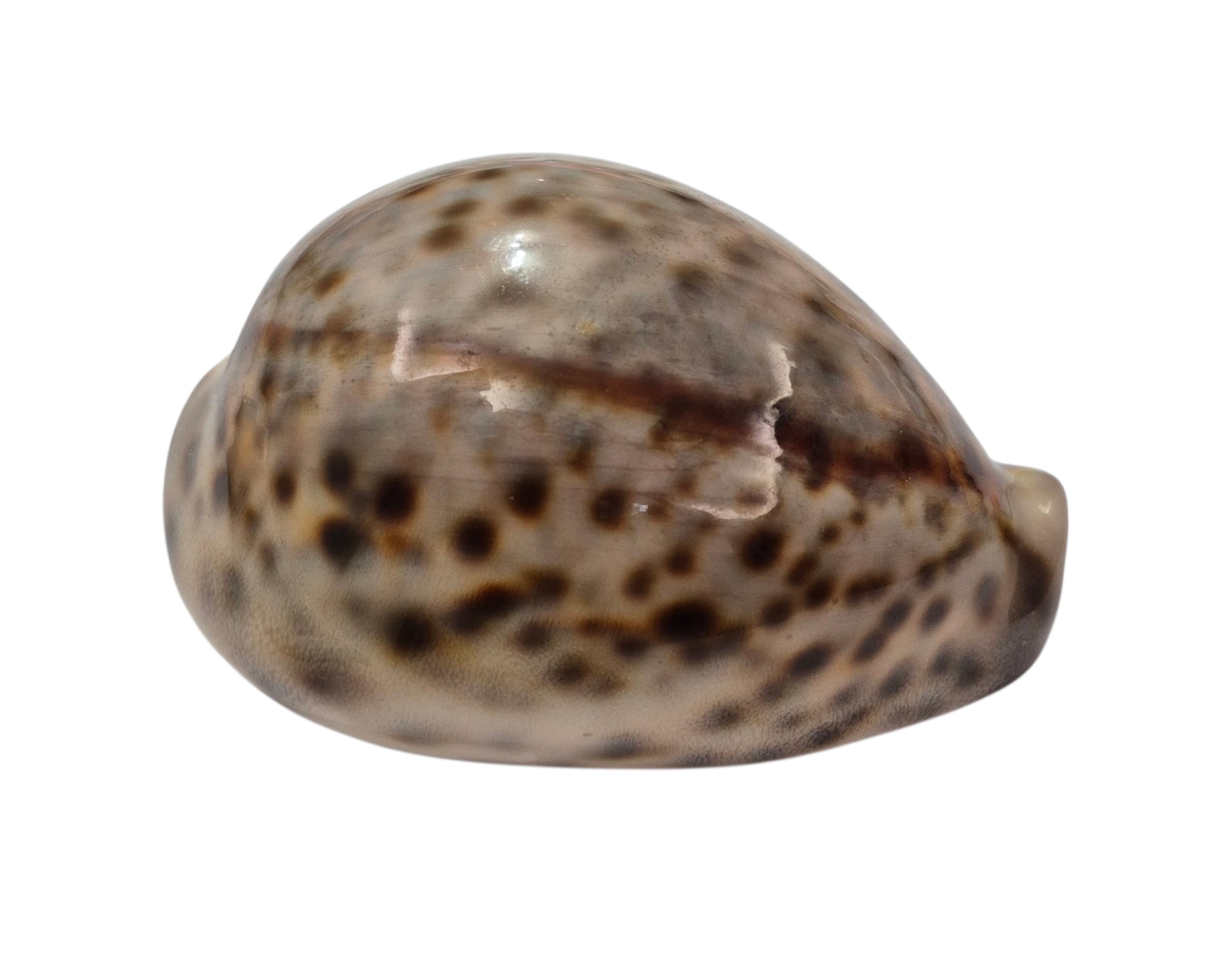 BC162 Cypraea tigris - from SOLOMONS - Image 2