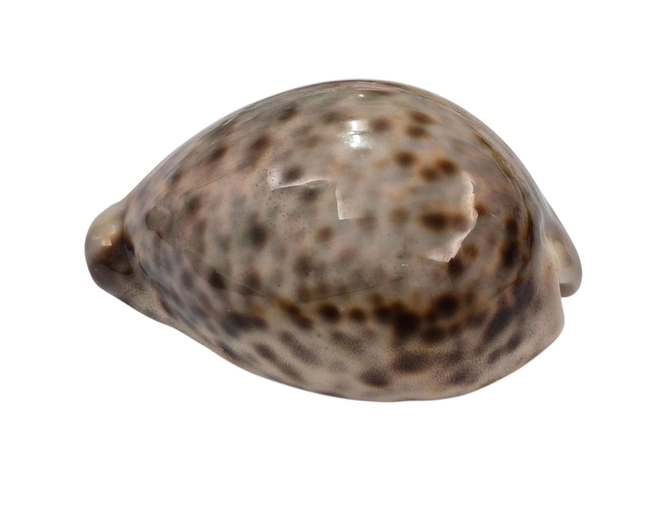 BC162 Cypraea tigris - from SOLOMONS - Image 3