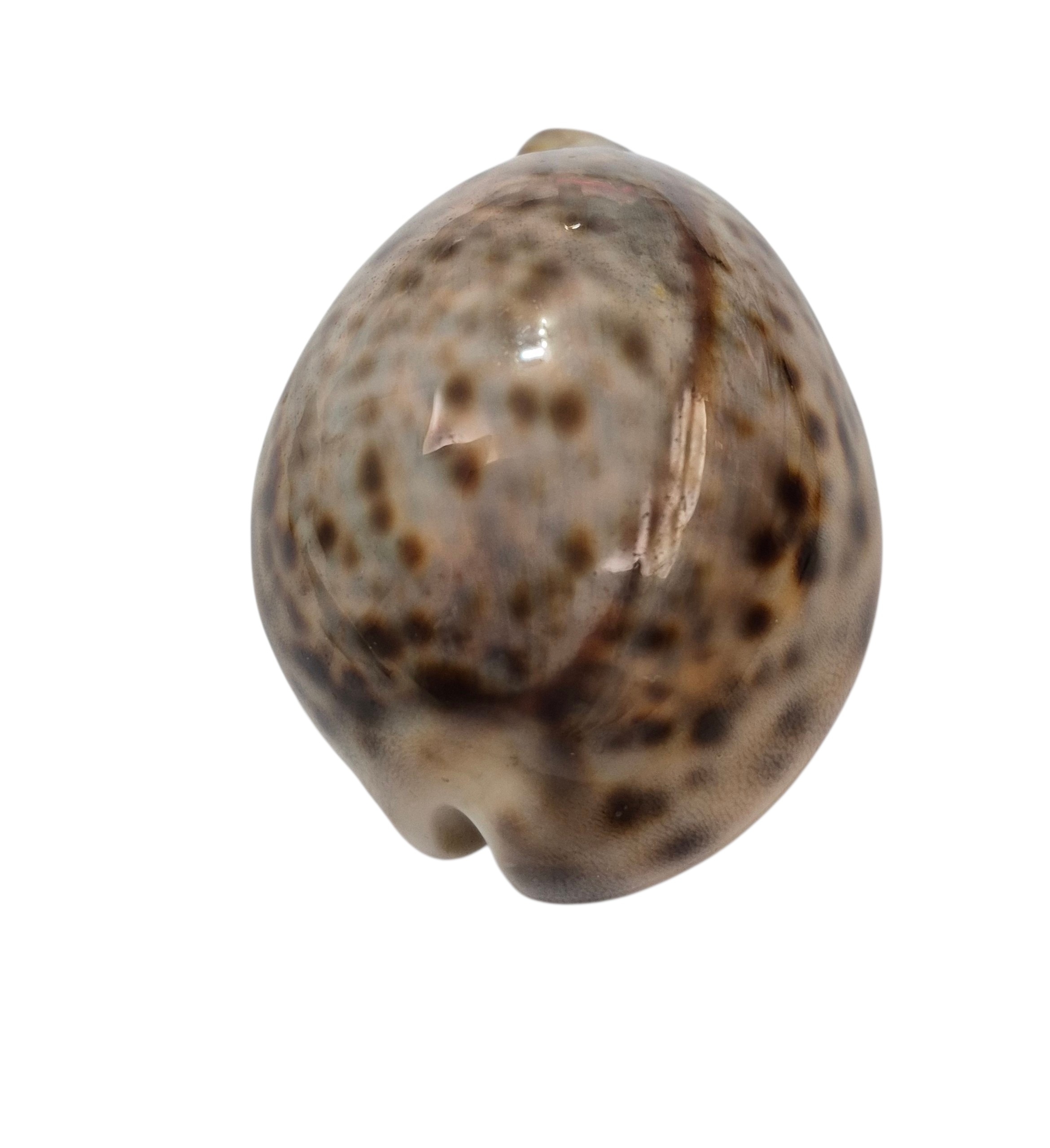 BC162 Cypraea tigris - from SOLOMONS - Image 4