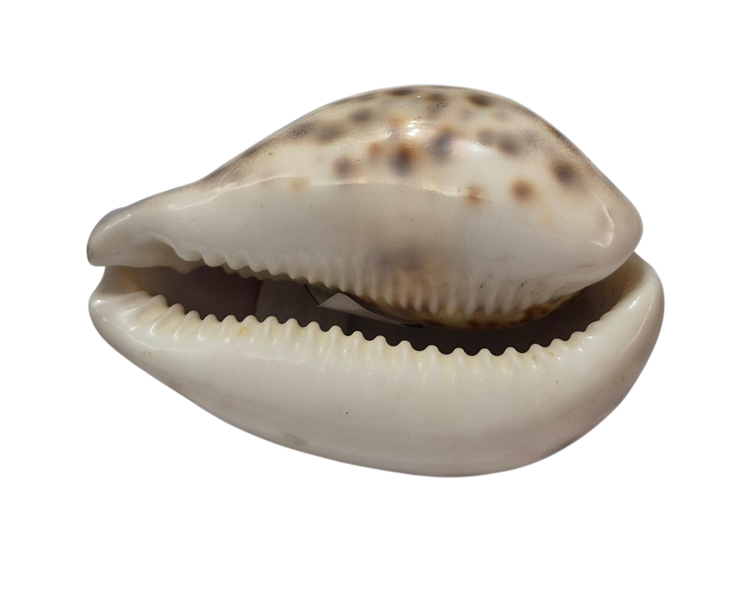 BC162 Cypraea tigris - from SOLOMONS - Image 5