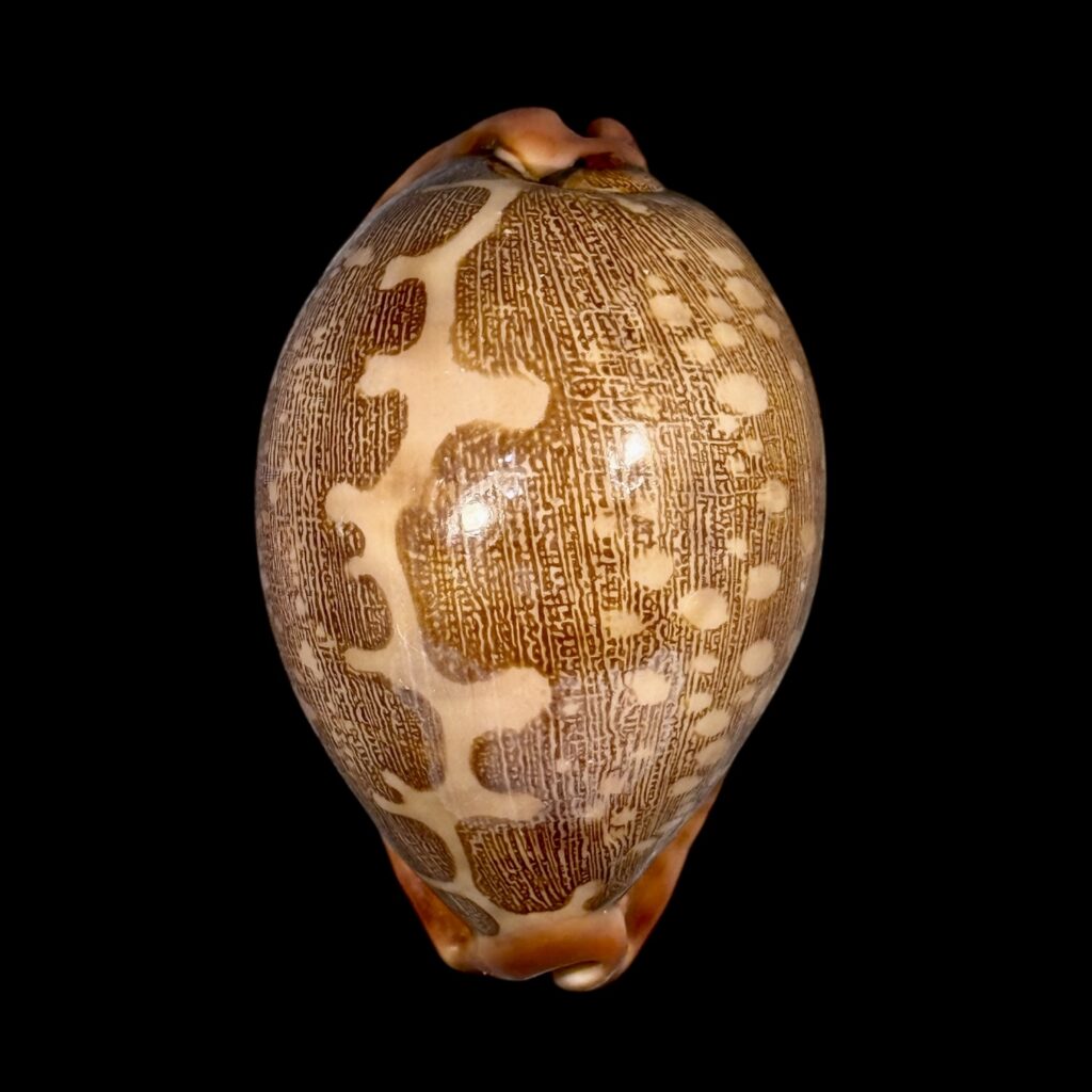 BC135 Leporycypraea mappa mappa f. panerythra - VIETNAM FORM