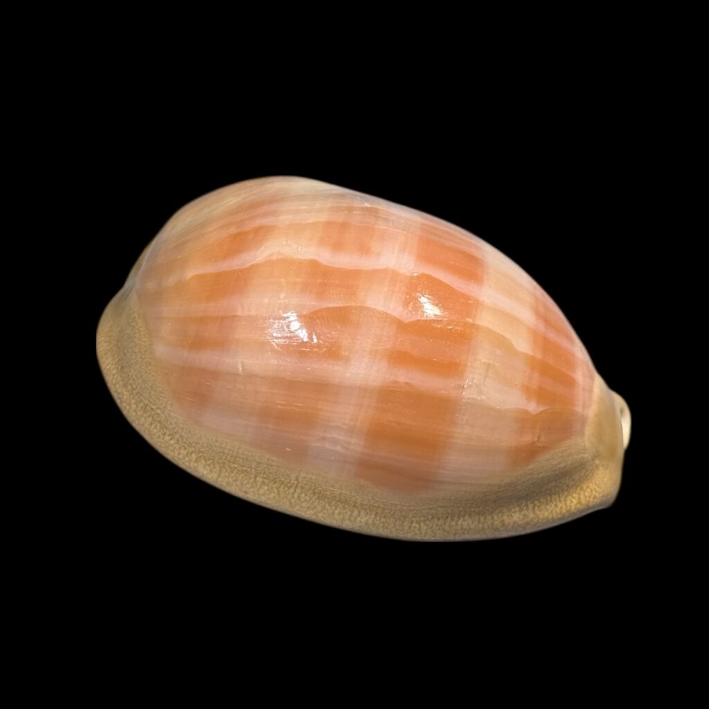BC157 Lyncina leviathan