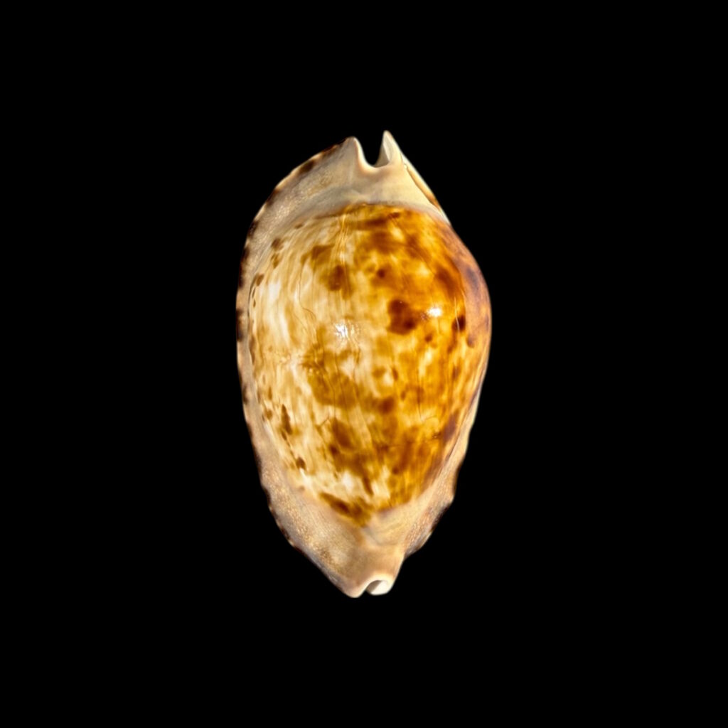BC174 Zoila marginata f. consueta - PATTERNFUL