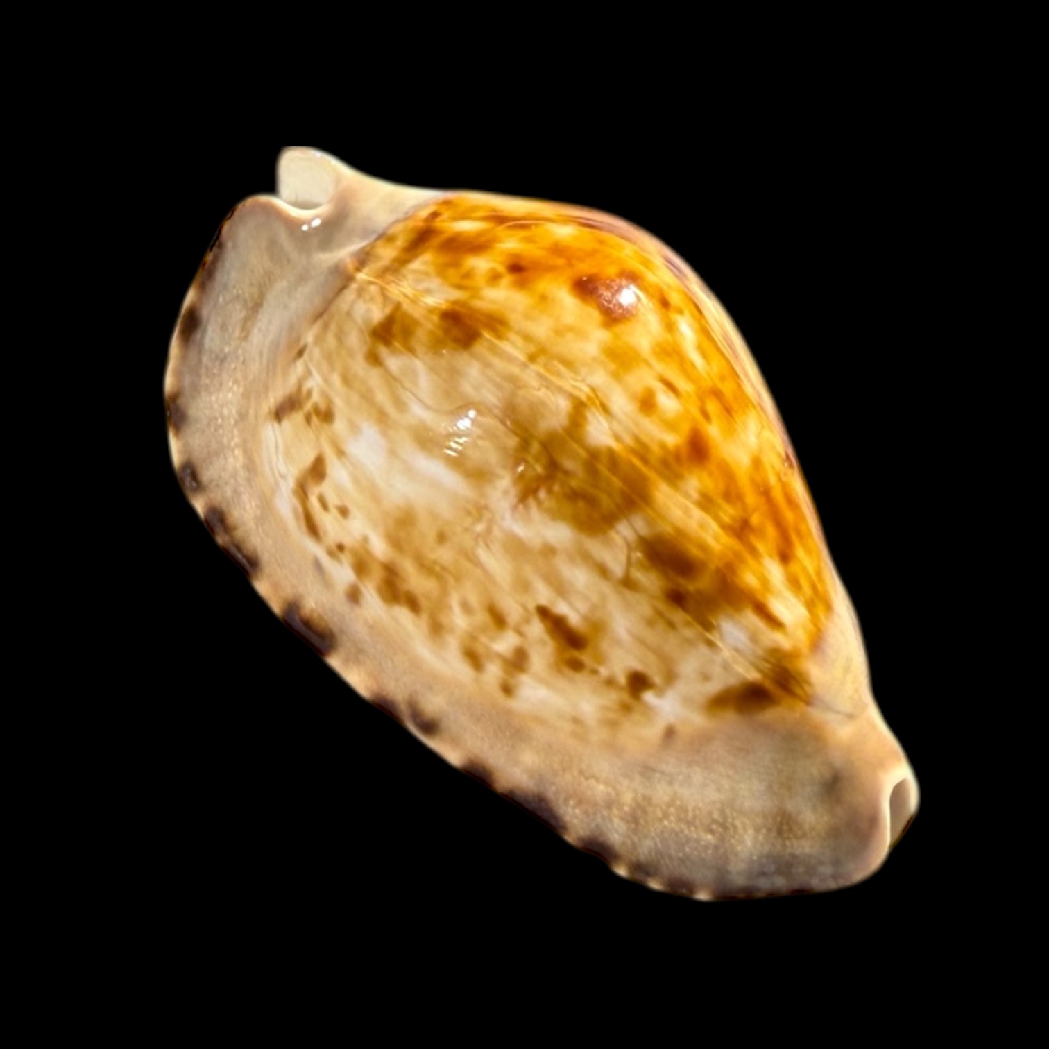 BC174 Zoila marginata f. consueta - PATTERNFUL - Image 2