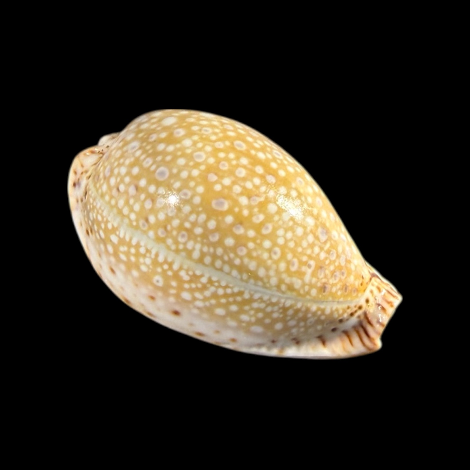 BC175 Naria lamarckii - BIG SIZE - Image 2