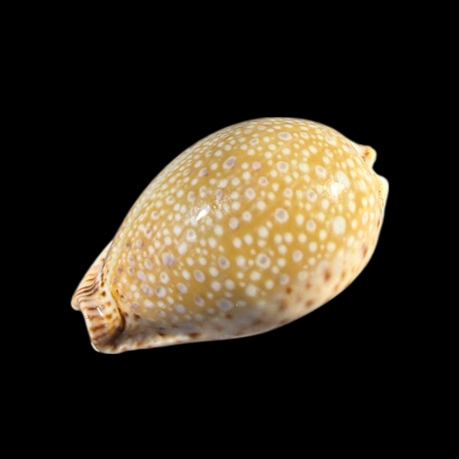 BC175 Naria lamarckii - BIG SIZE - Image 3
