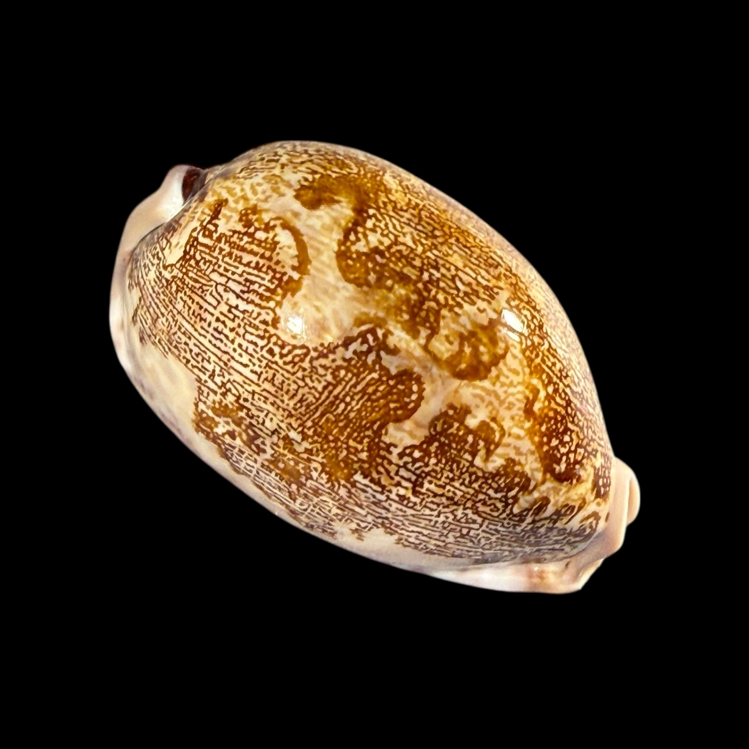 BC191 Leprorycypraea rosea f. ultraviola - Image 2