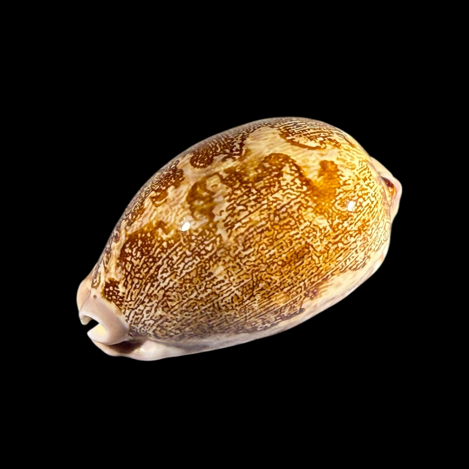 BC191 Leprorycypraea rosea f. ultraviola - Image 3