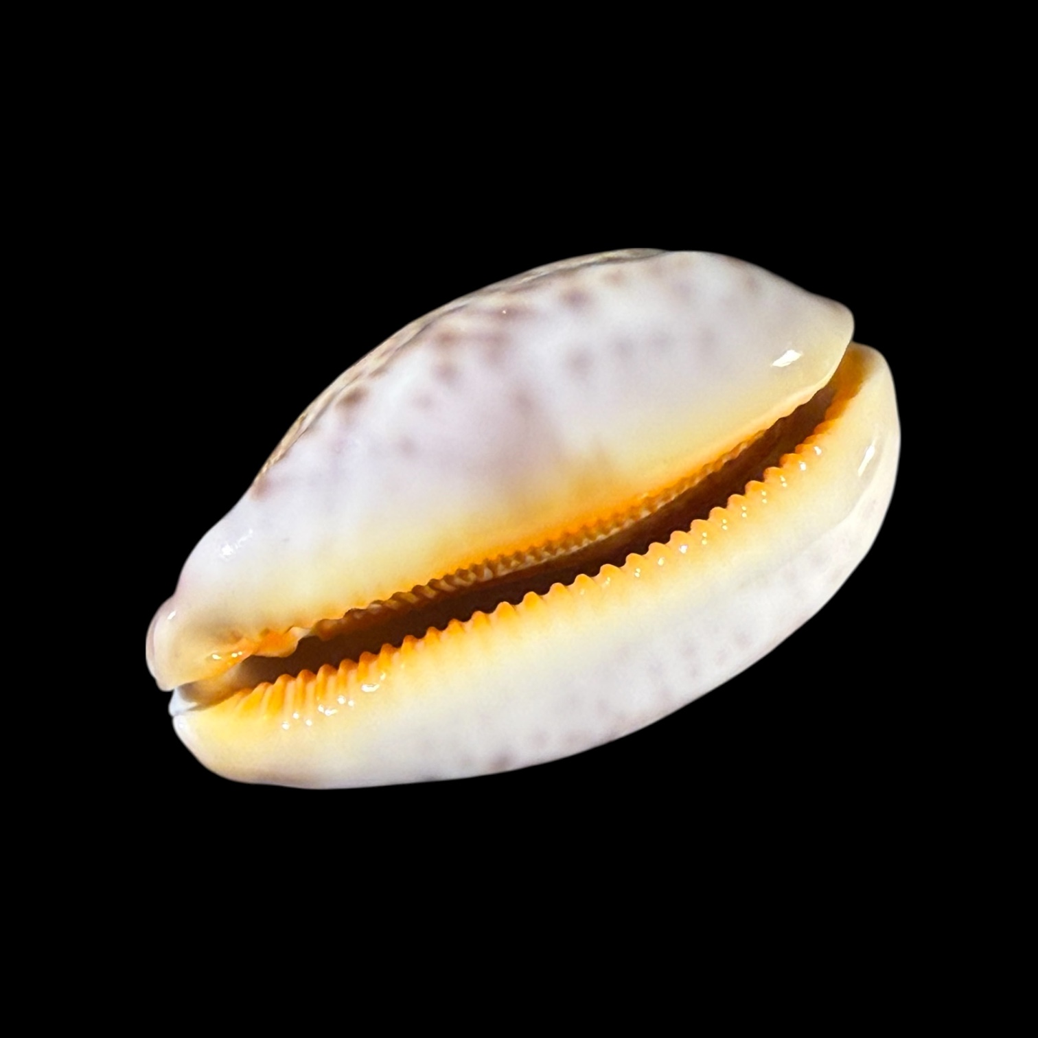 BC191 Leprorycypraea rosea f. ultraviola - Image 4