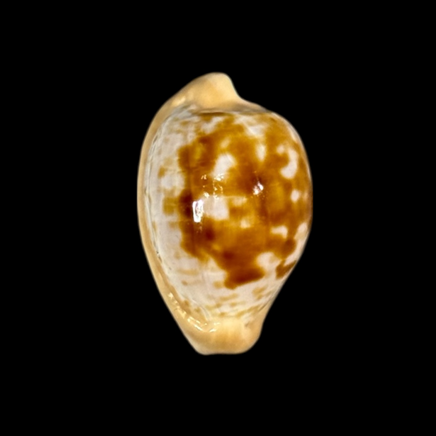 BC247 Cypraeovula coronata debruini