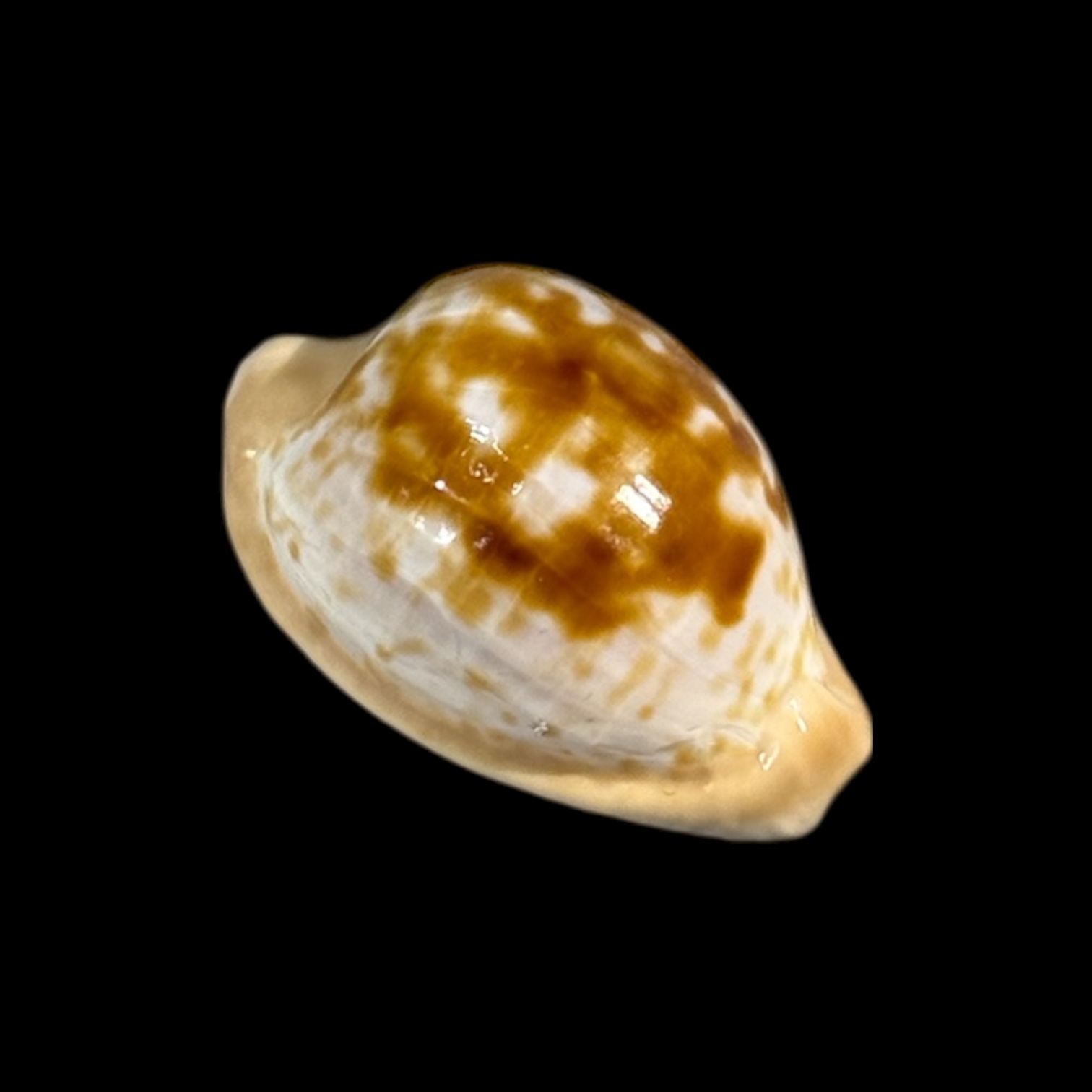 BC247 Cypraeovula coronata debruini - Image 2