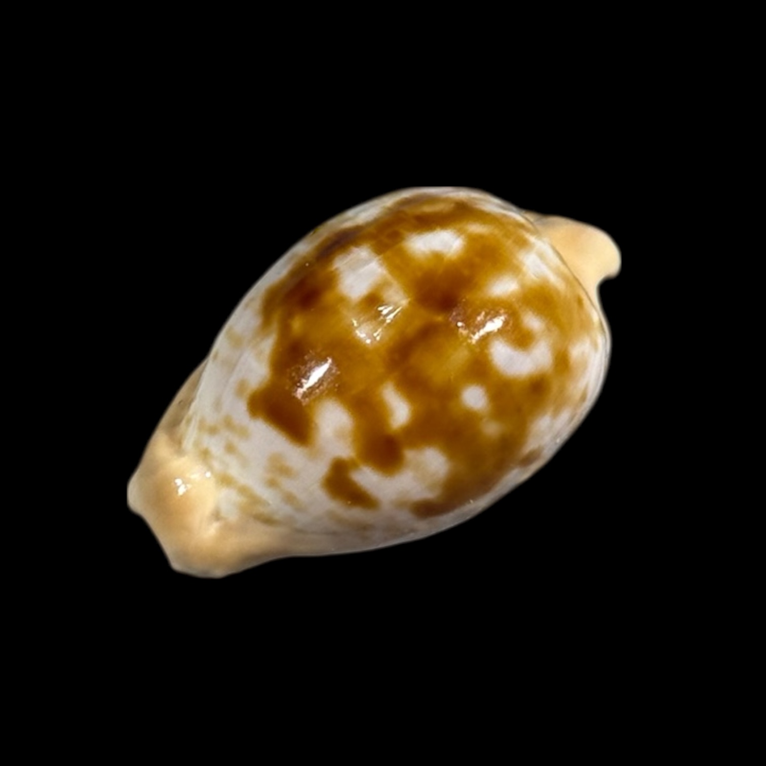 BC247 Cypraeovula coronata debruini - Image 3
