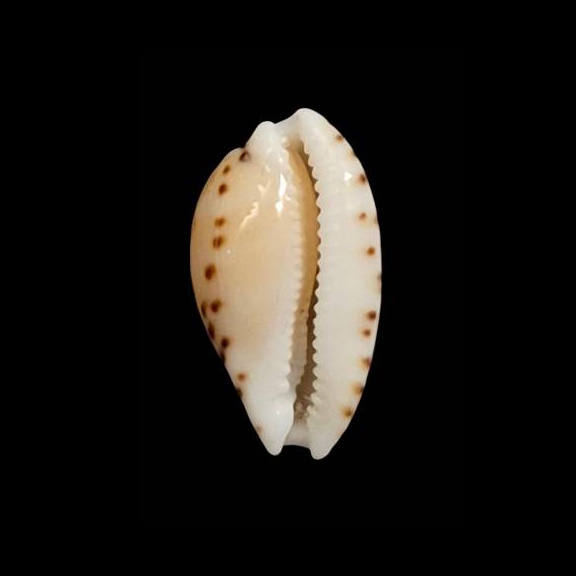 BC274 Cribrarula astaryi - SELECTED - Image 2