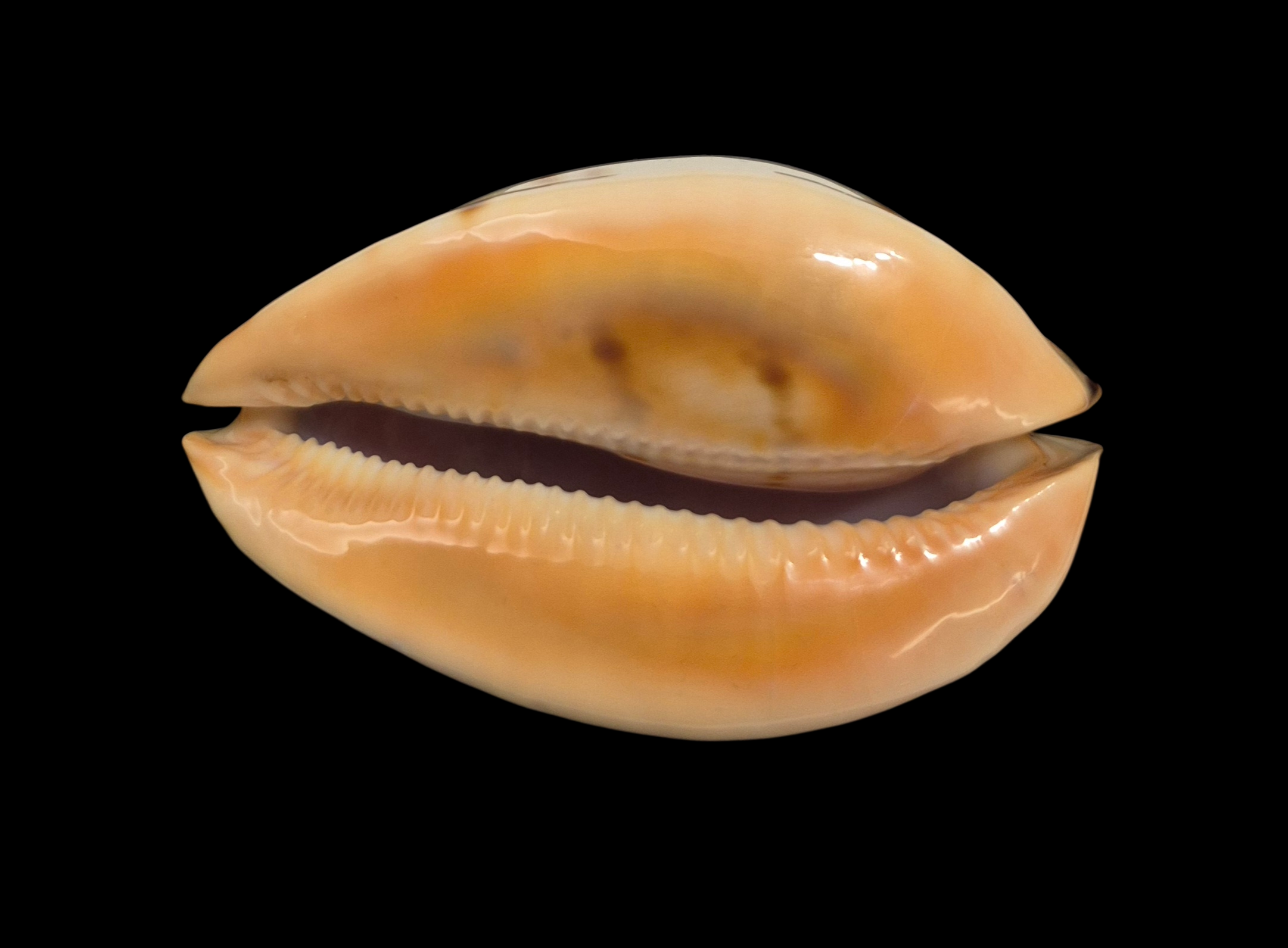 BC091 Zoila jeaniana praeclara - UNIQUE COLORS - Image 2