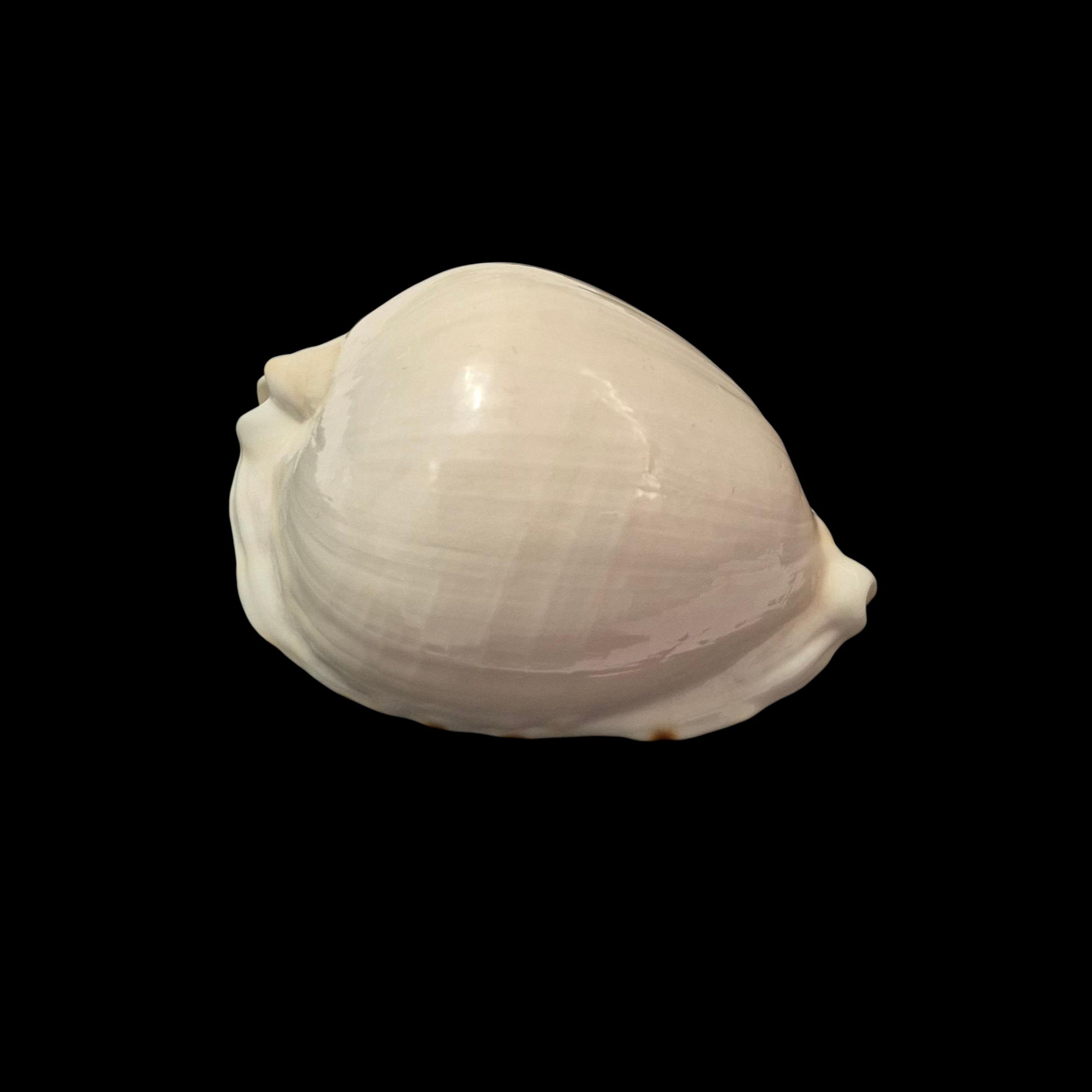 BC226 Zoila marginata f. albanyensis - DEEP WATER FORM