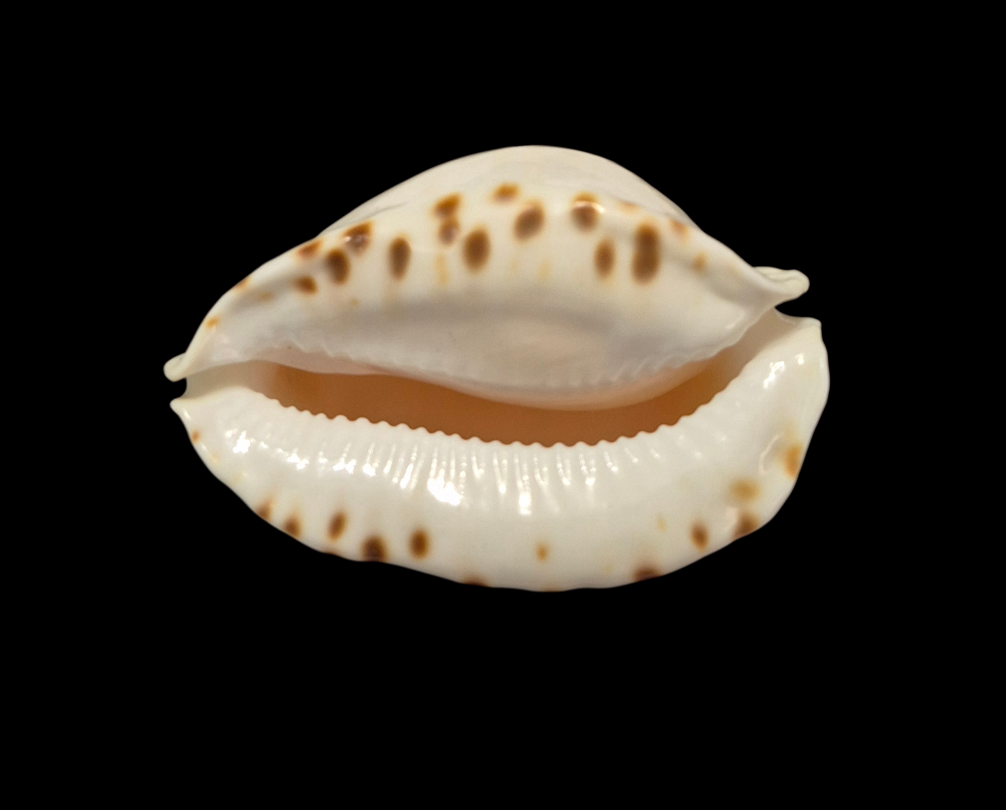 BC226 Zoila marginata f. albanyensis - DEEP WATER FORM - Image 3