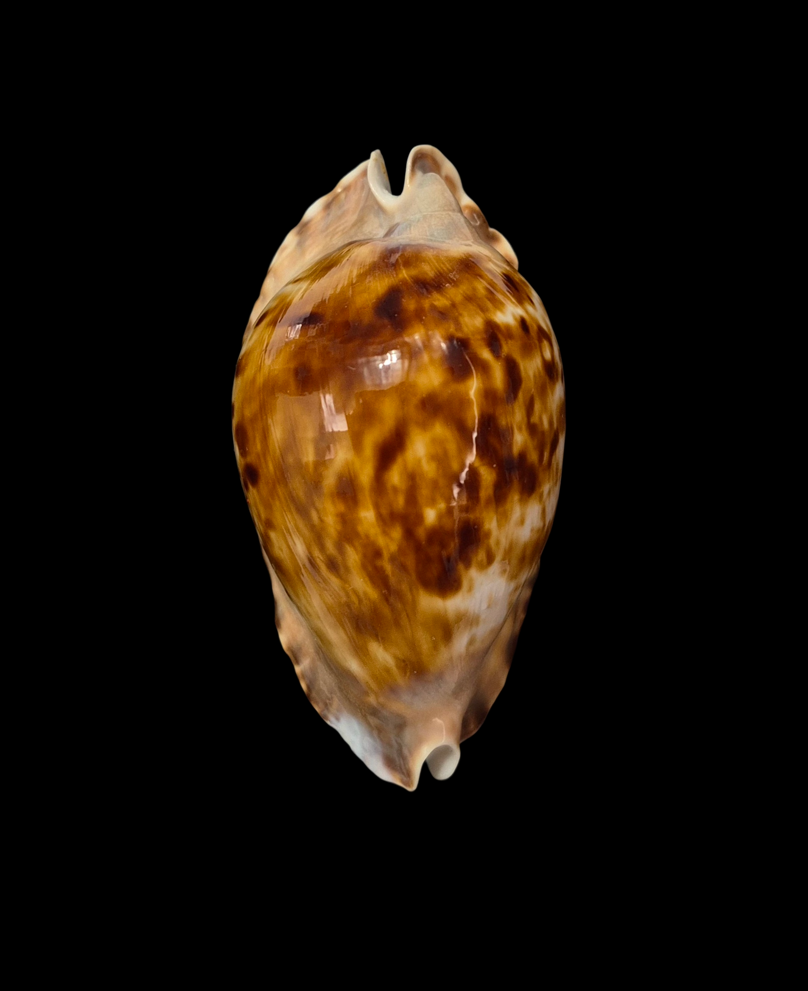 BC302 Zoila marginata f. consueta - GREAT PATTERN - Image 2