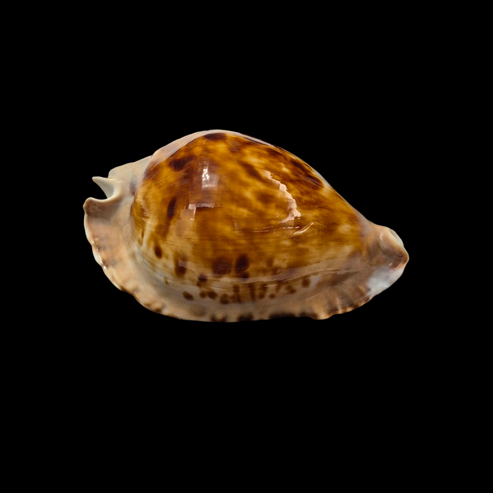 BC302 Zoila marginata f. consueta - GREAT PATTERN