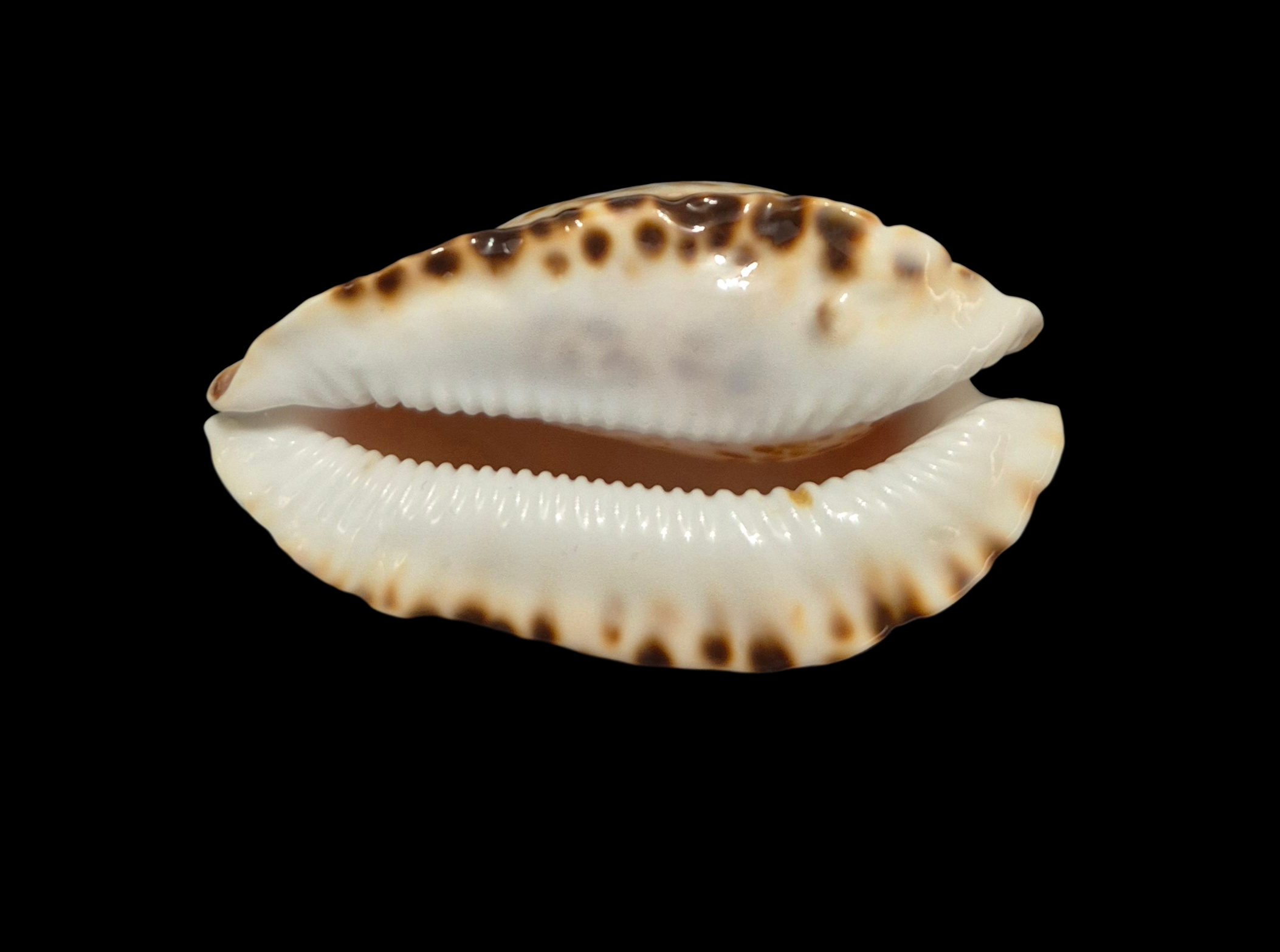 BC302 Zoila marginata f. consueta - GREAT PATTERN - Image 3