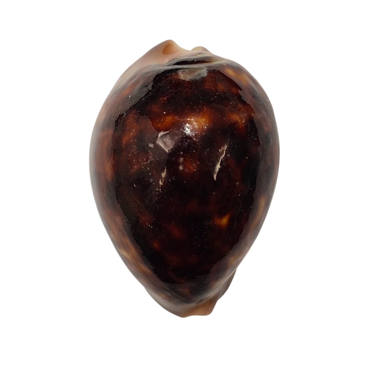 BC024 Zoila venusta - SHOAL CAPE