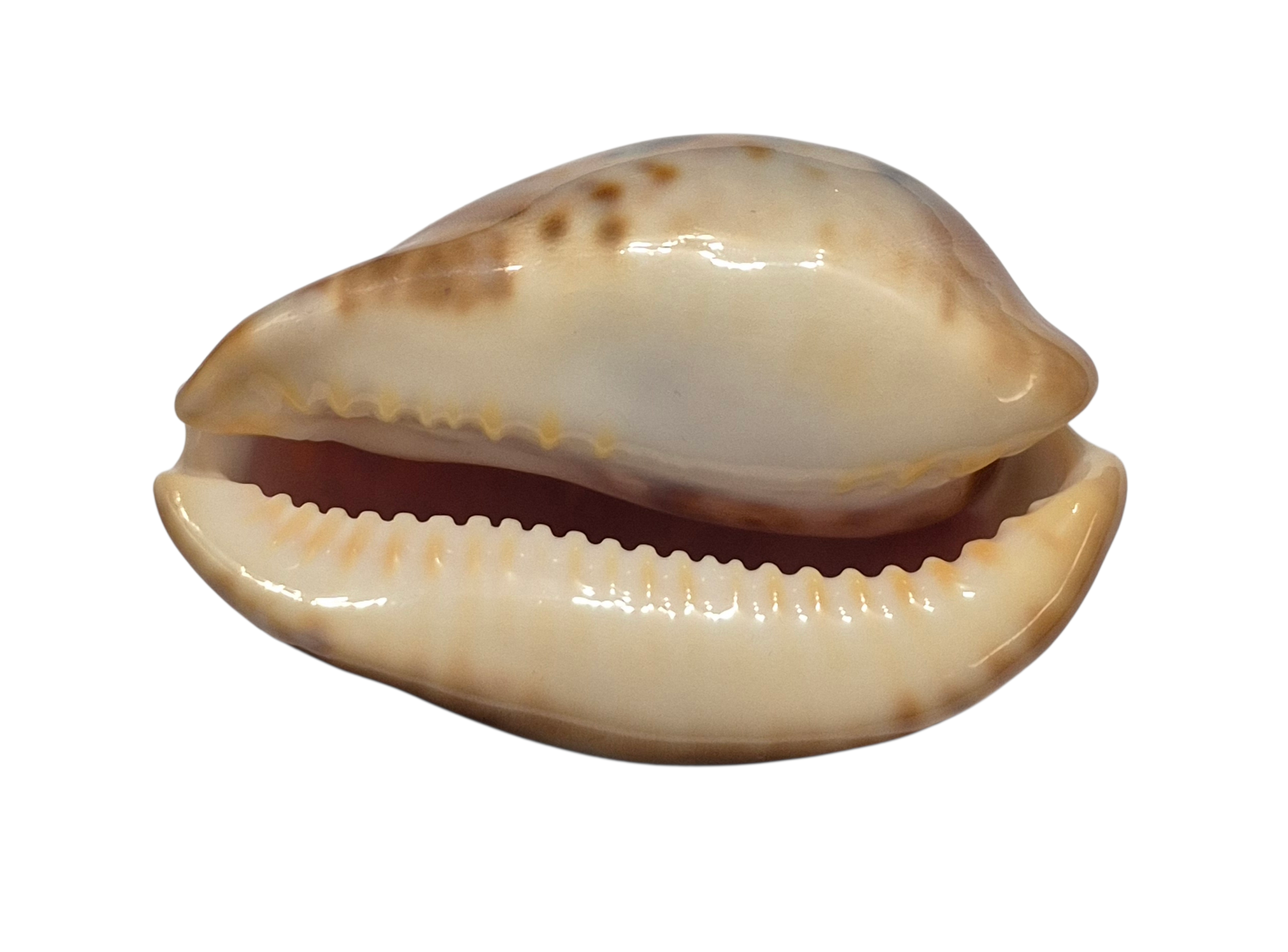 BC024 Zoila venusta - SHOAL CAPE - Image 2